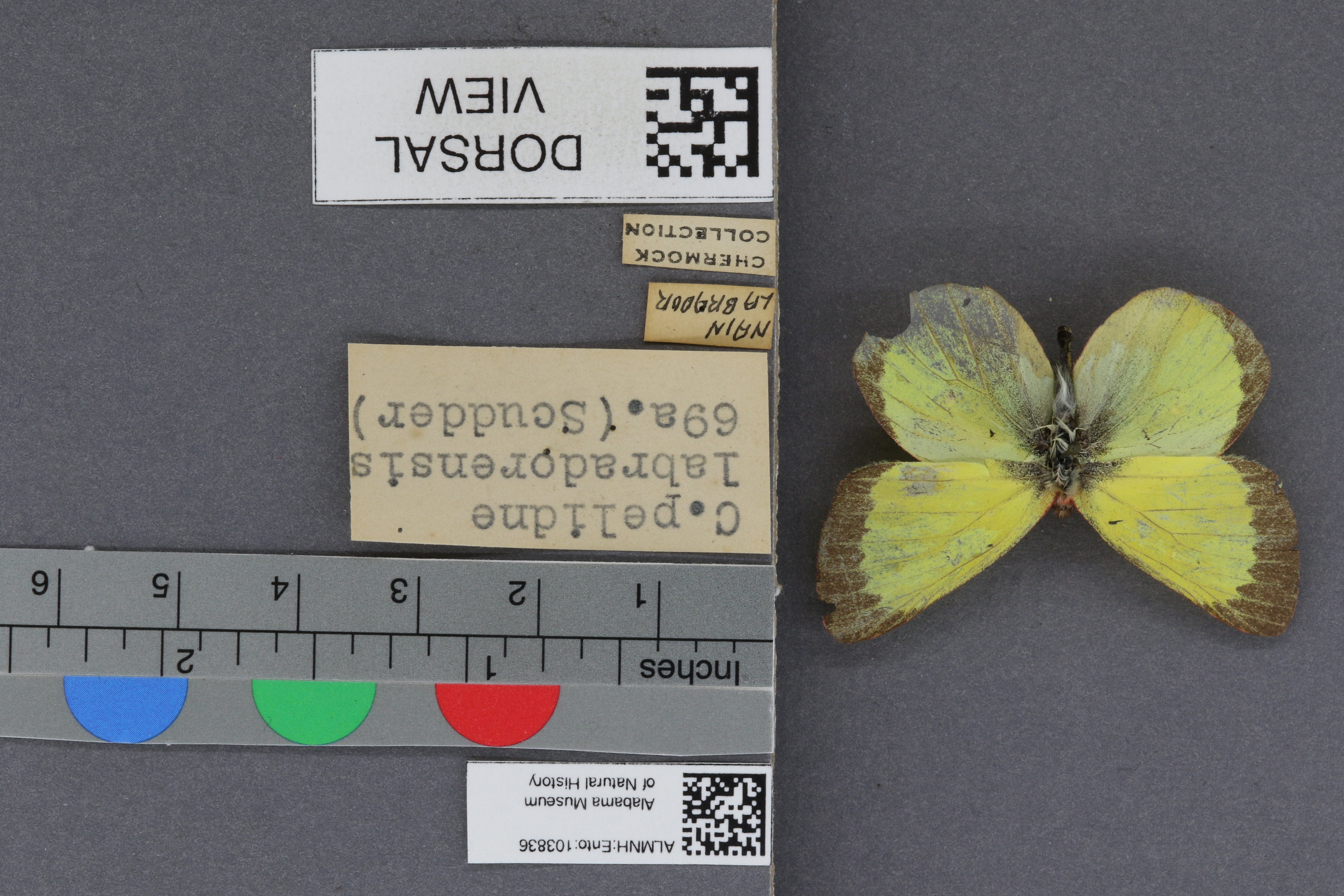 Specimen media