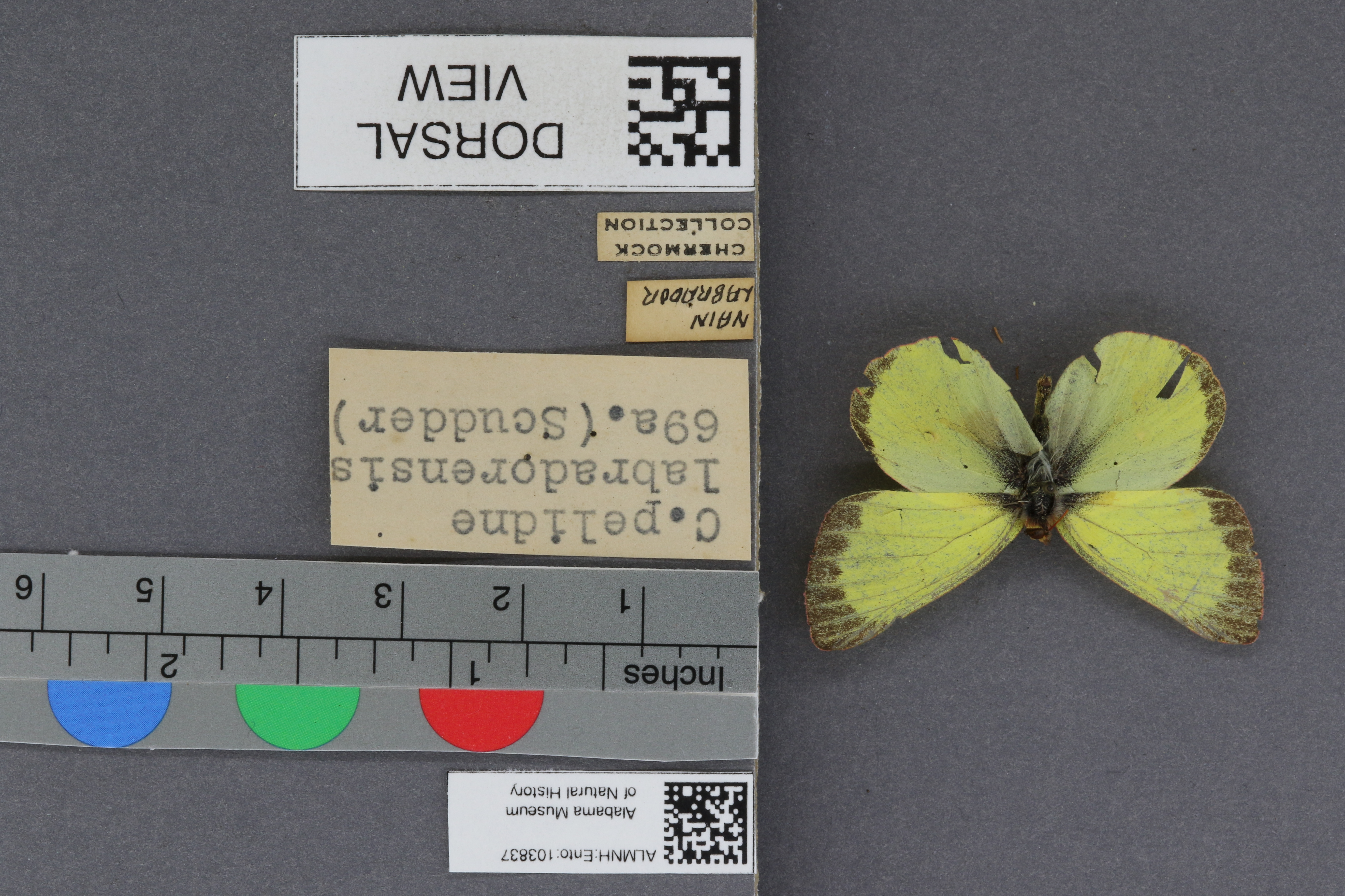 Specimen media