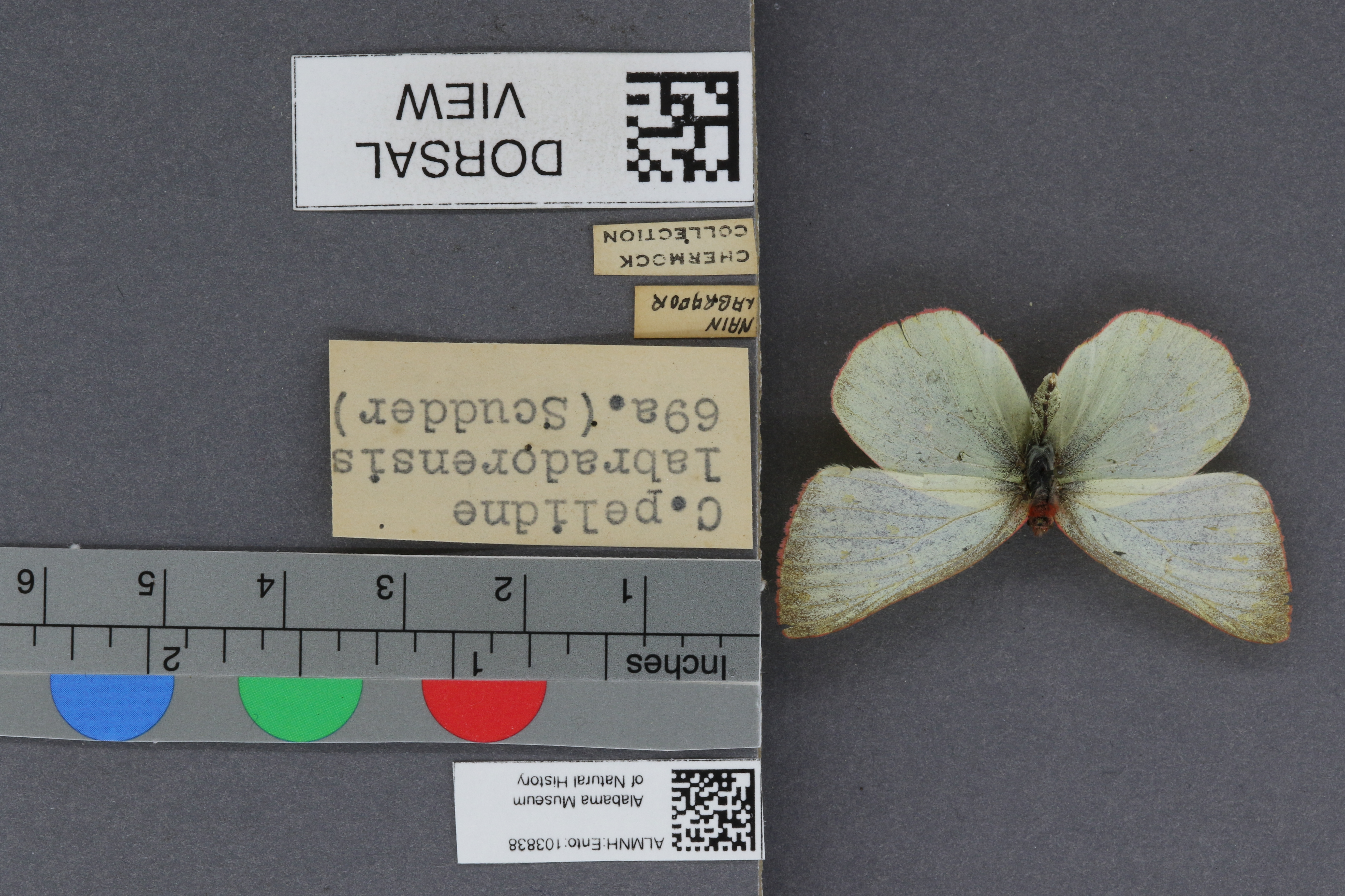 Specimen media