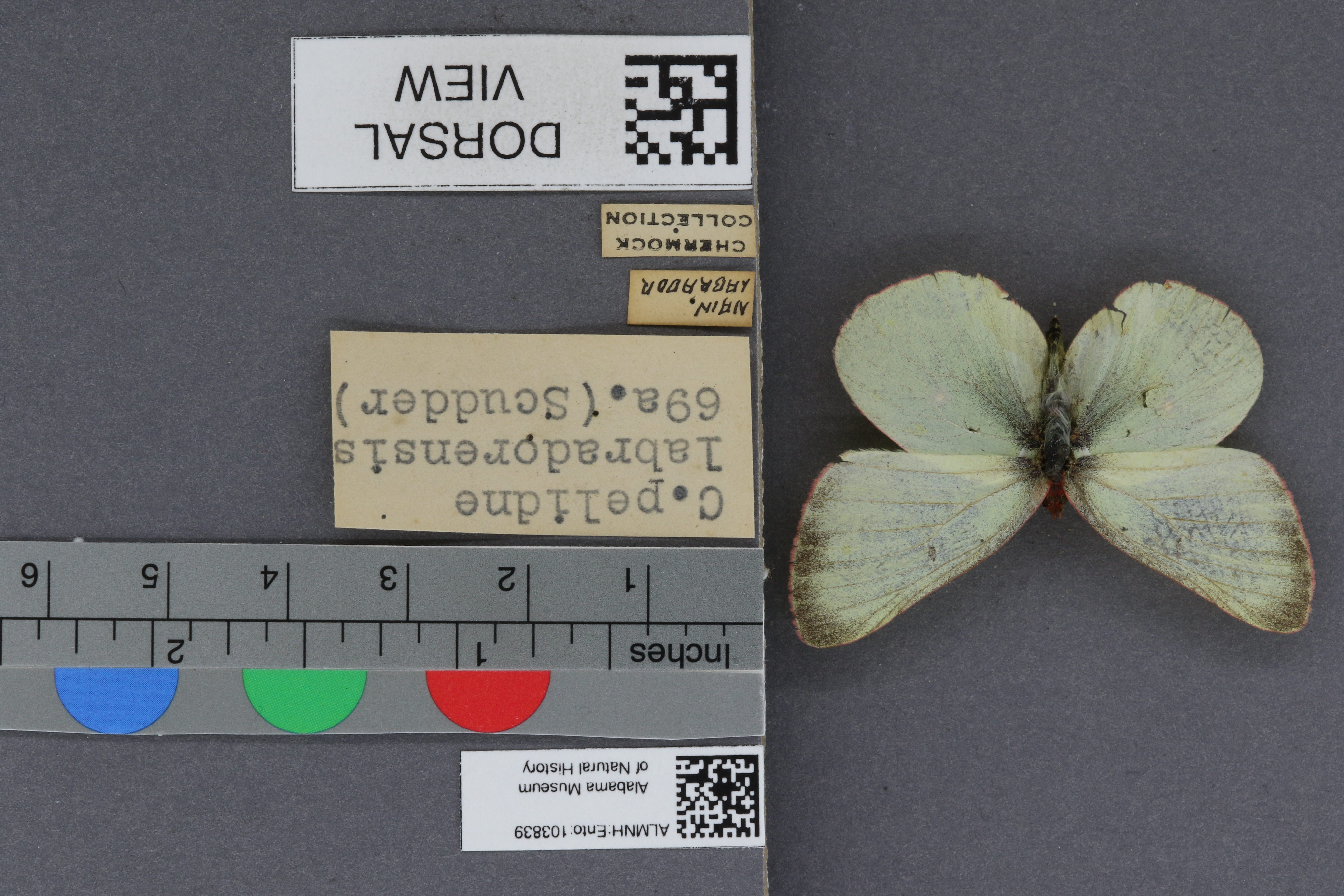 Specimen media