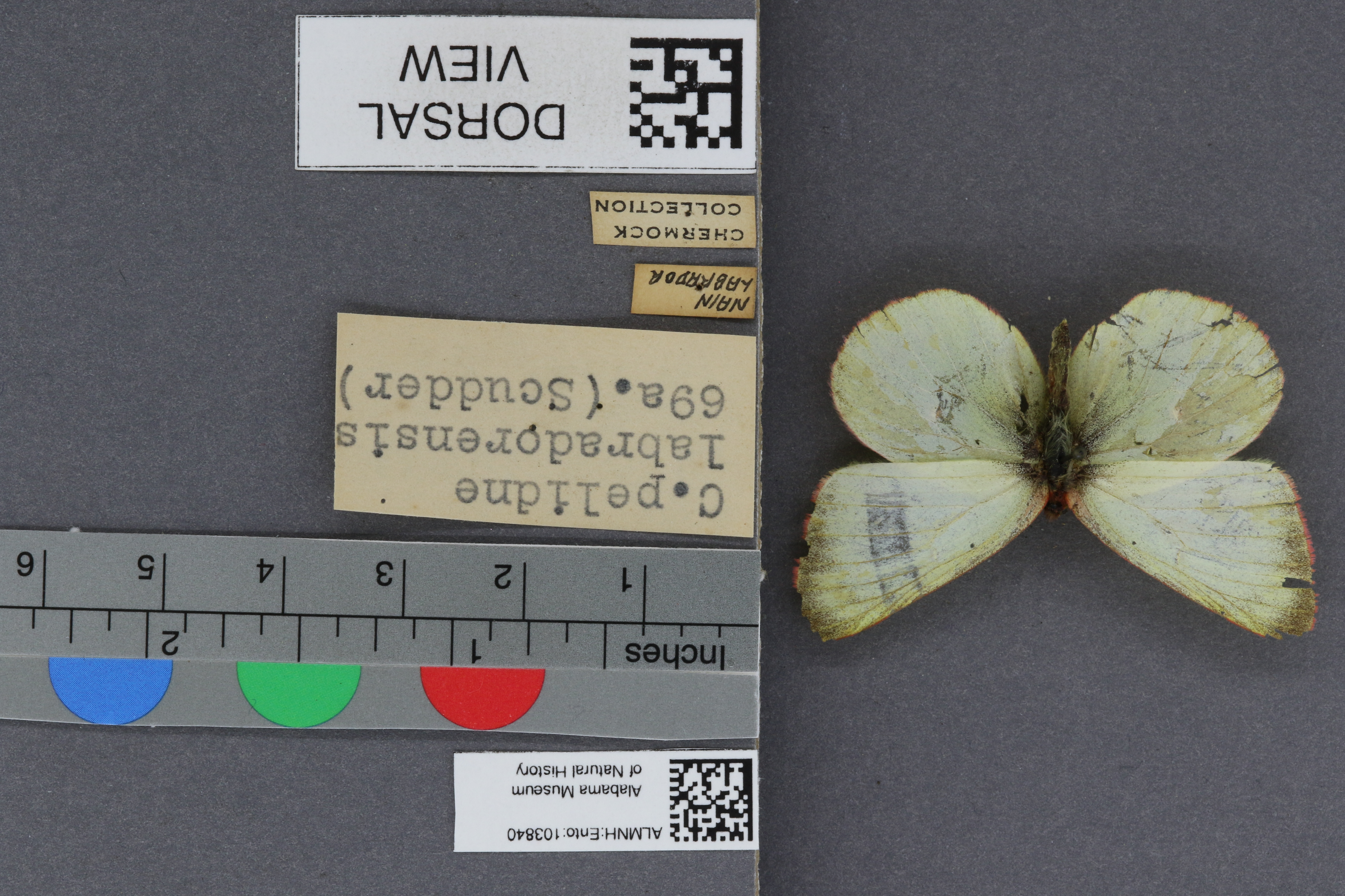 Specimen media