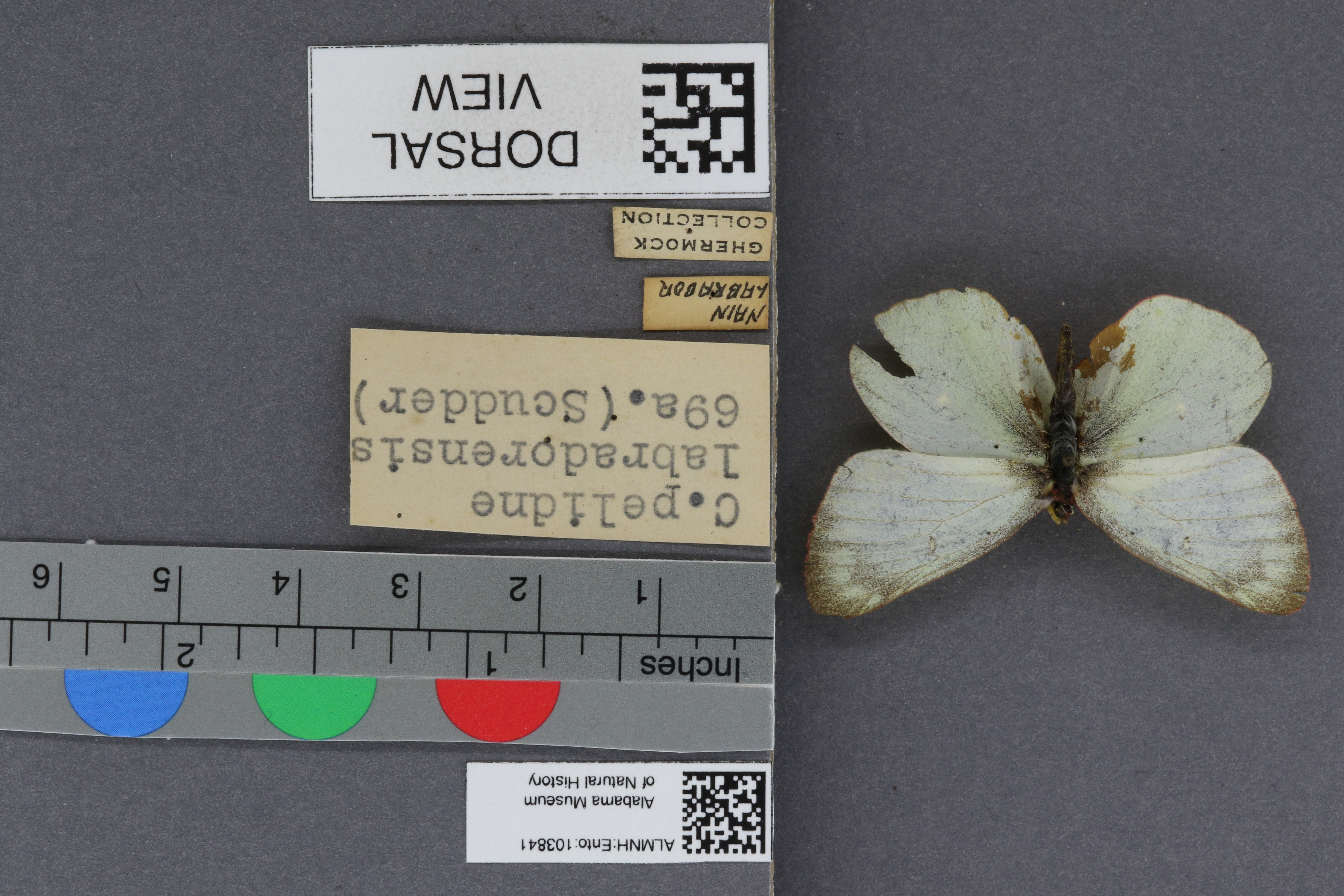 Specimen media