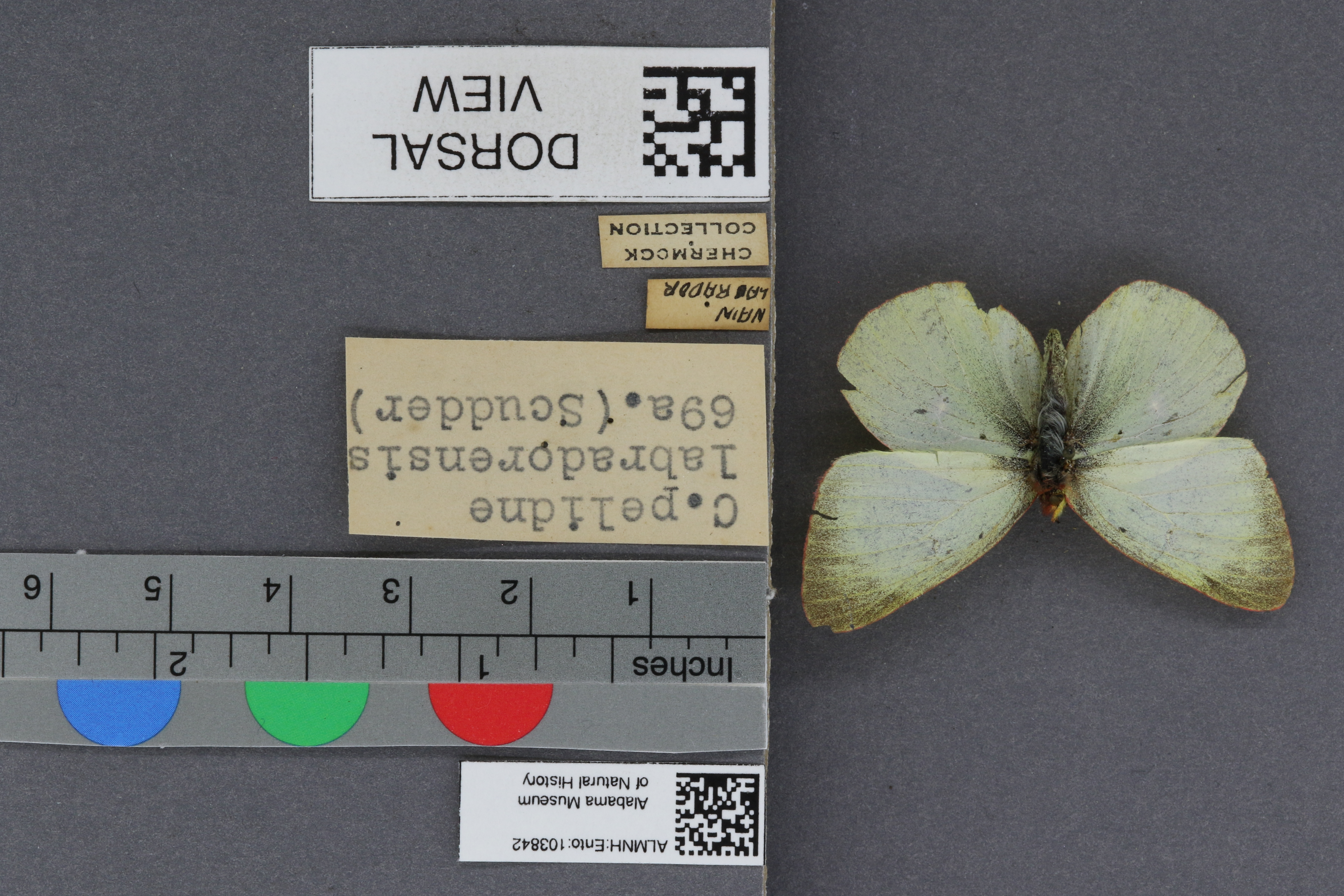 Specimen media
