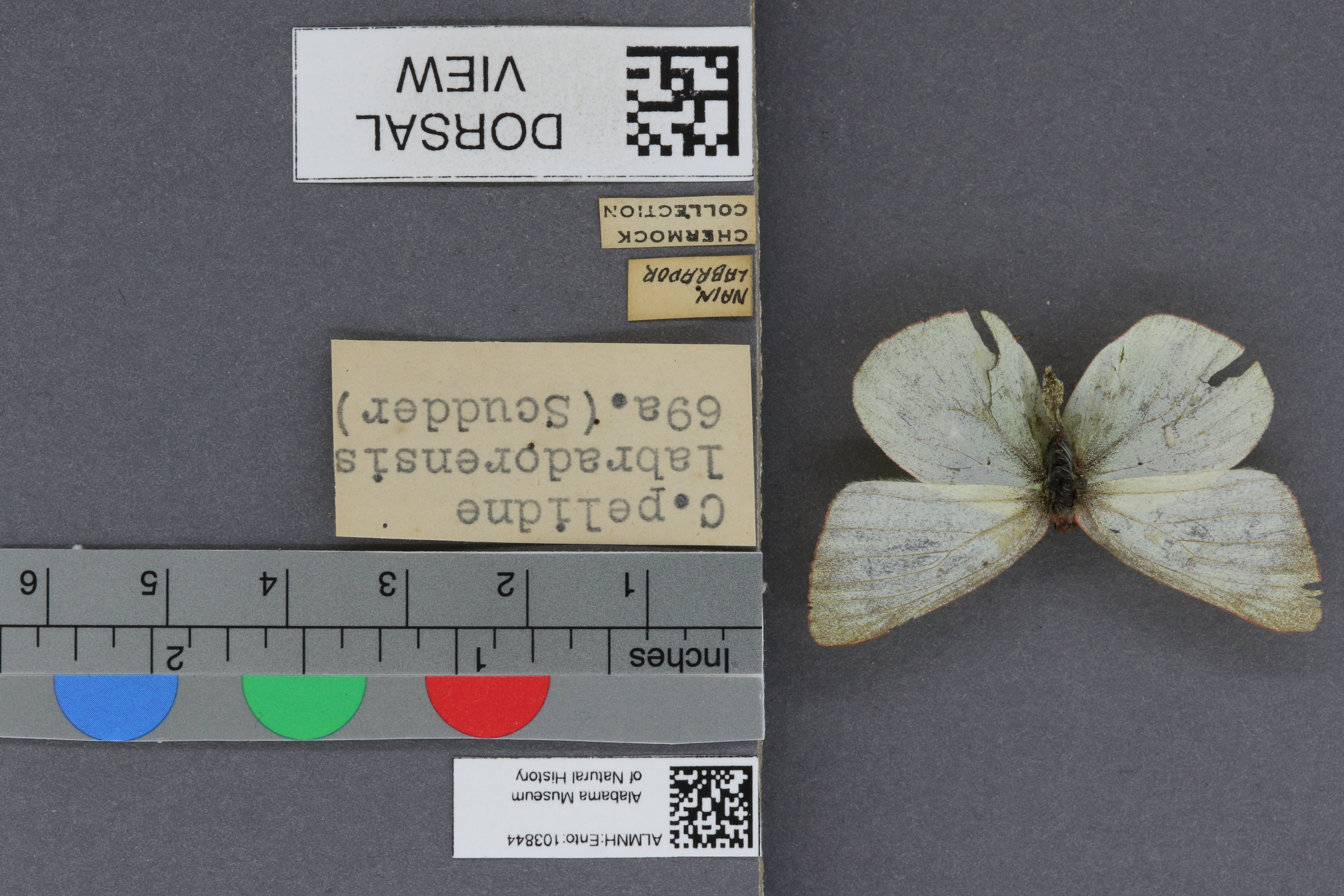 Specimen media