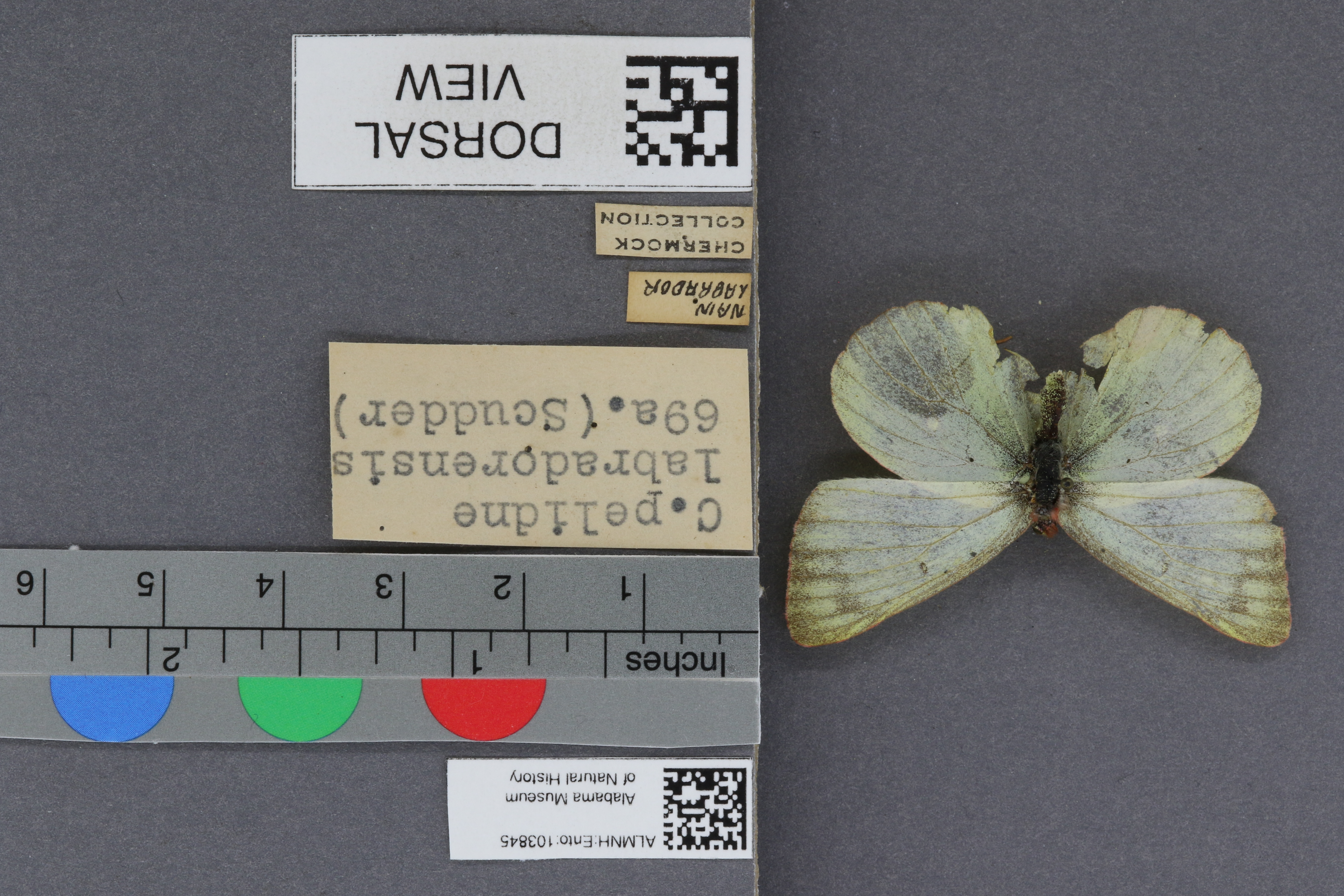Specimen media