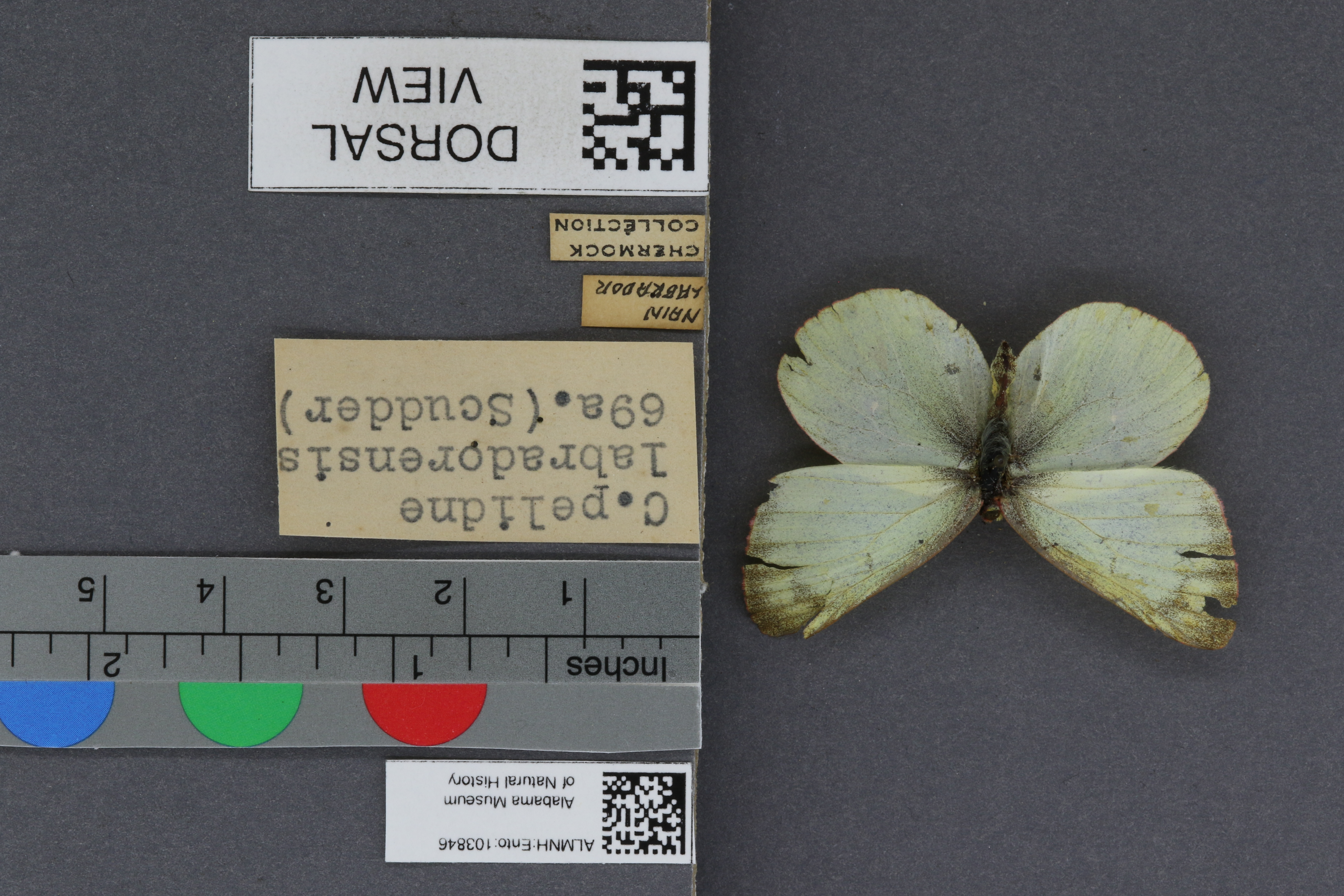 Specimen media