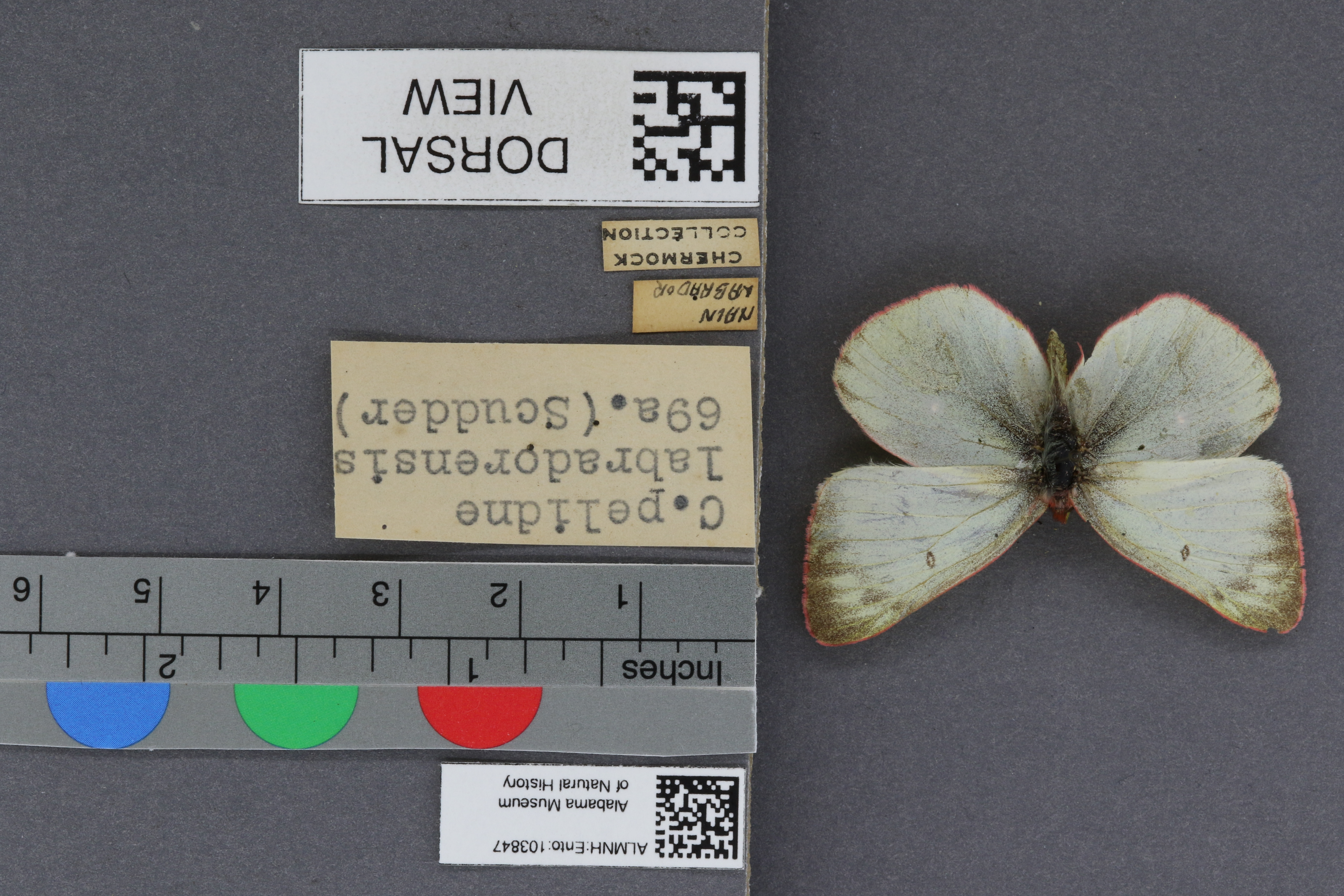 Specimen media