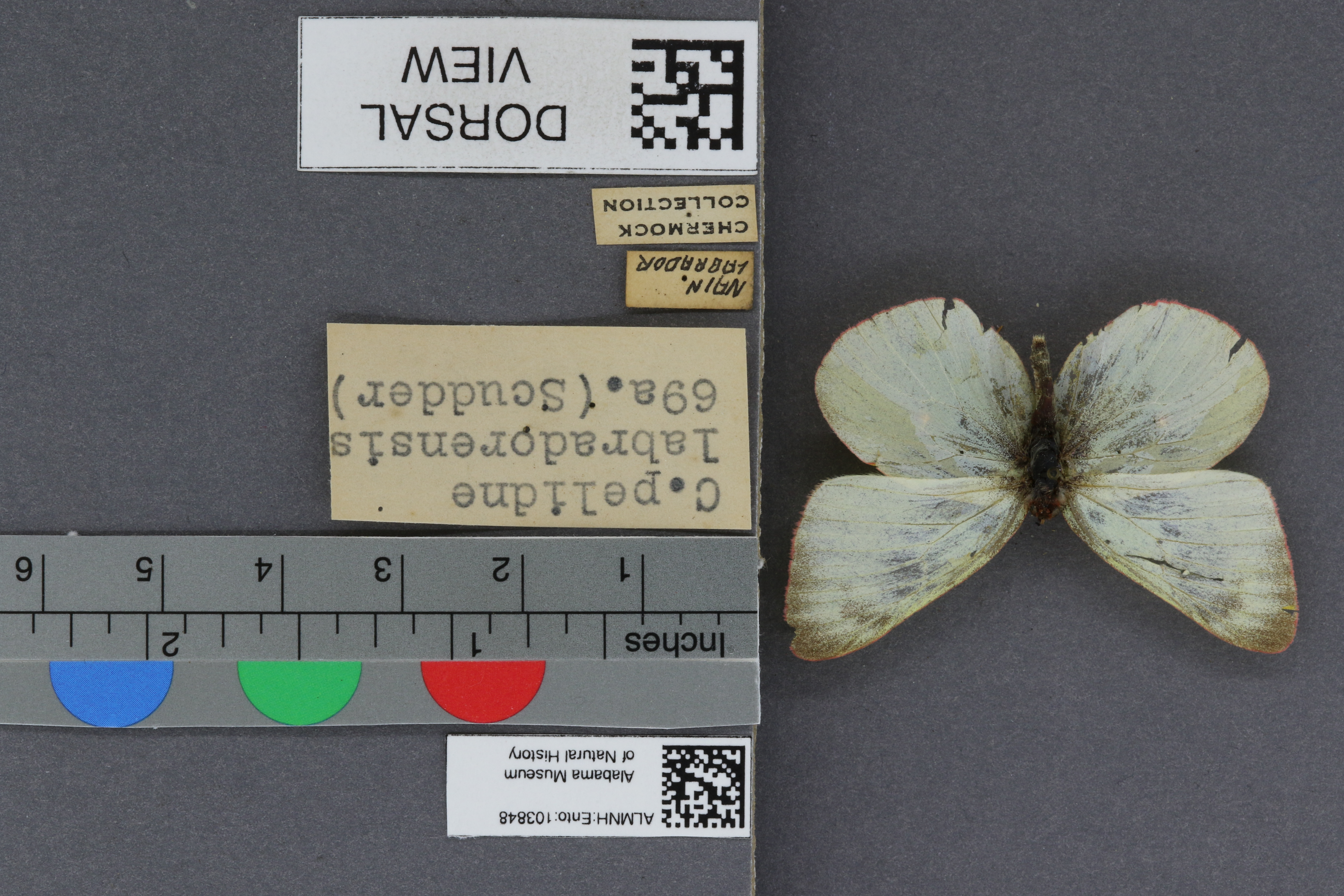 Specimen media