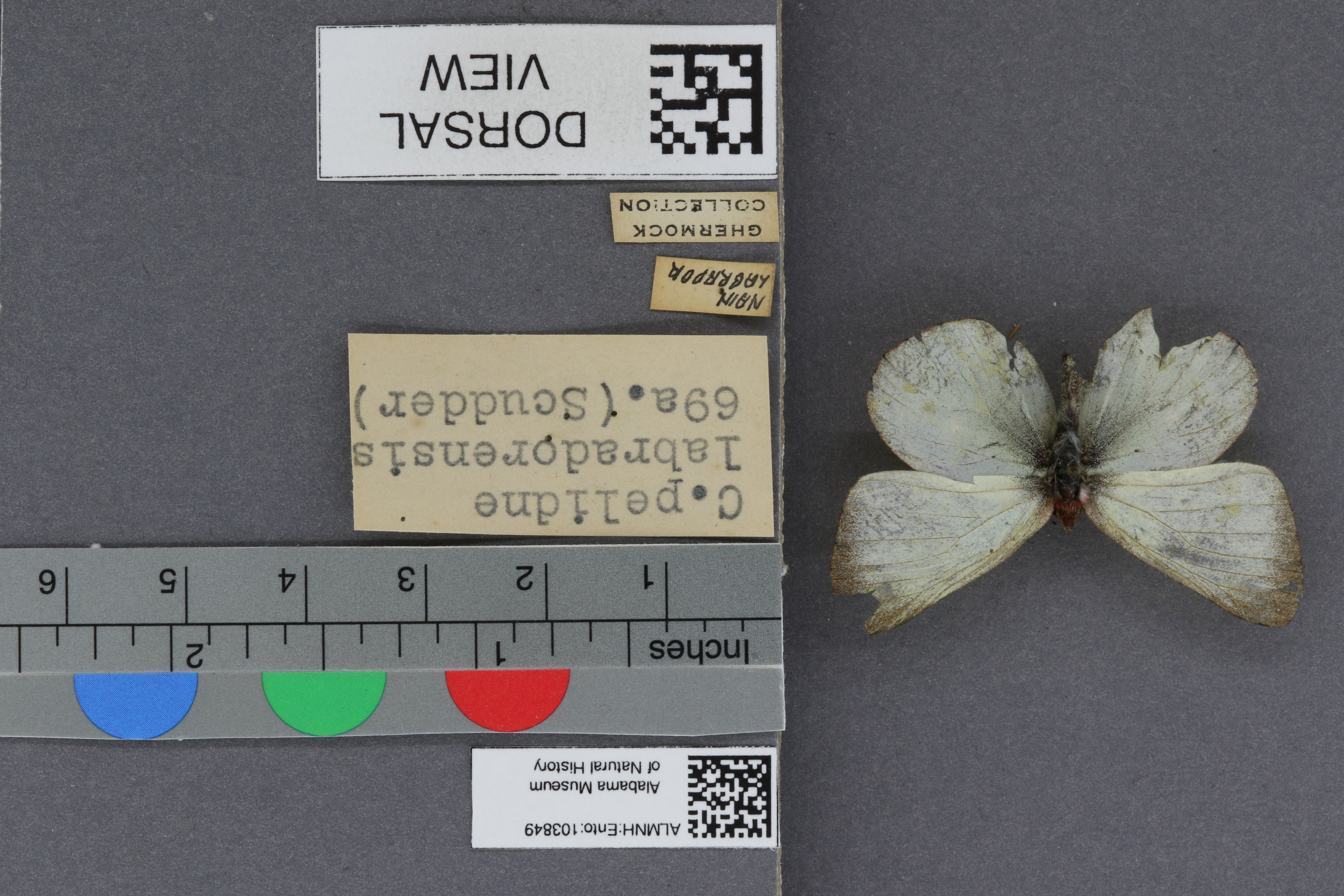 Colias pelidne labradorensis