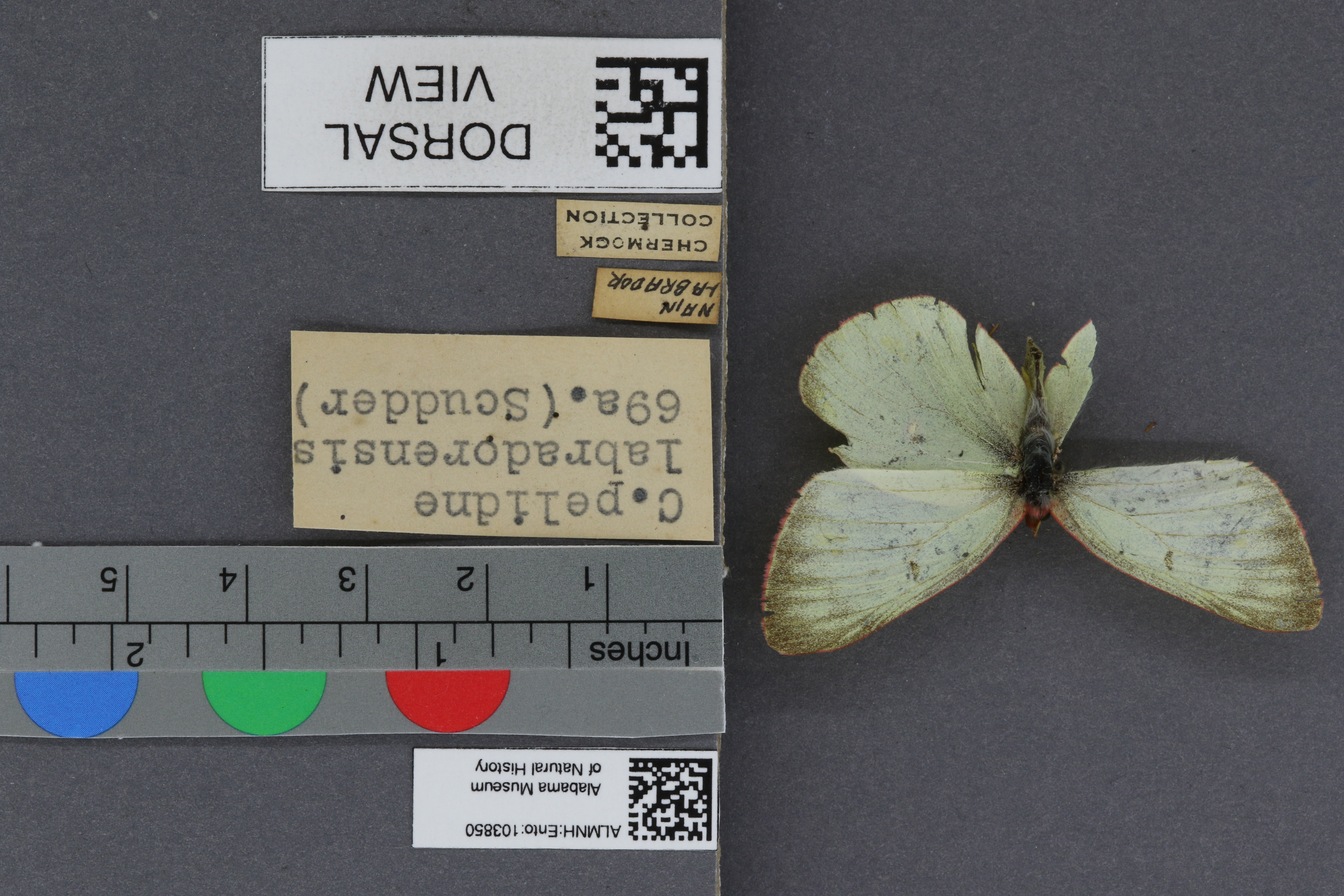 Specimen media