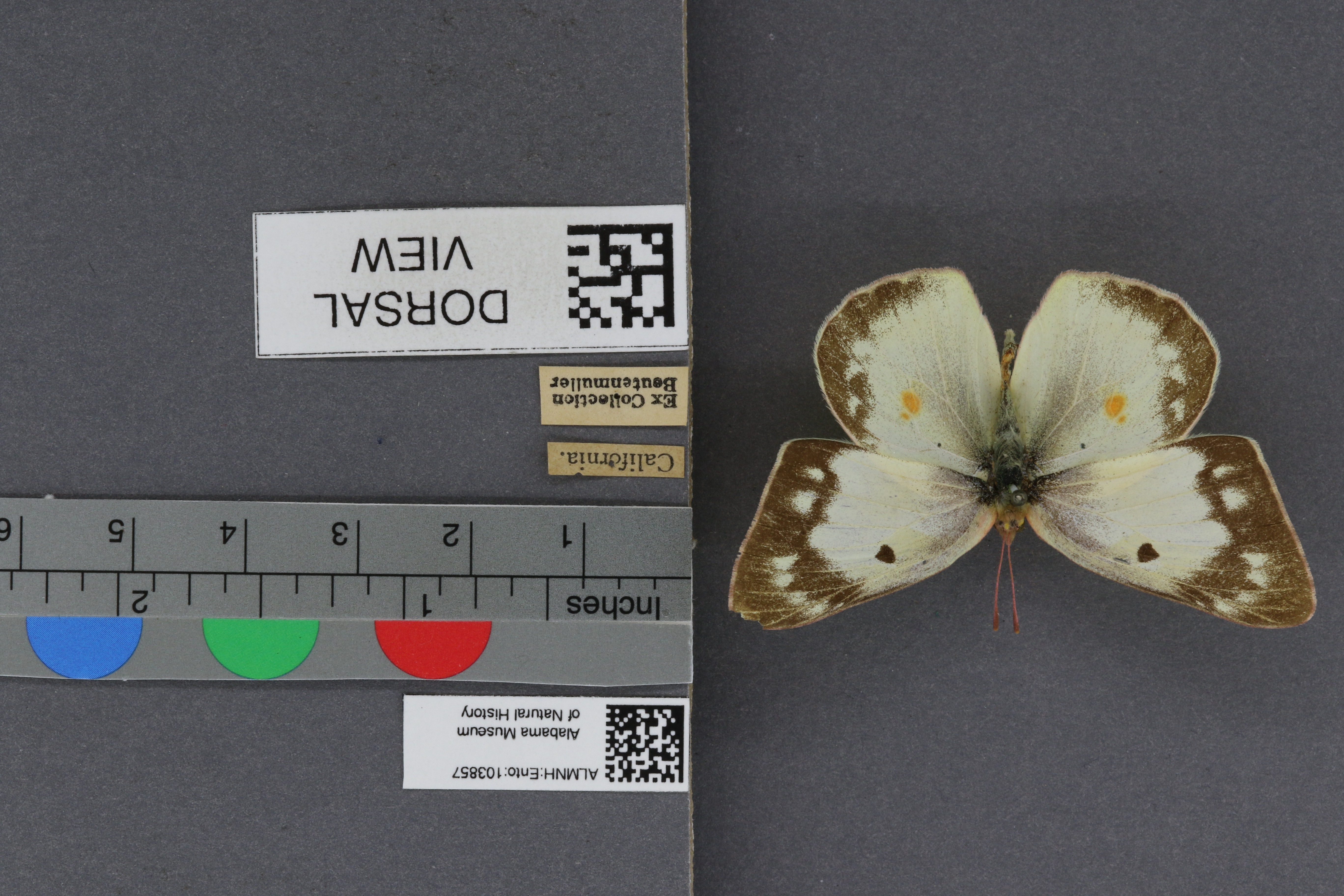 Specimen media