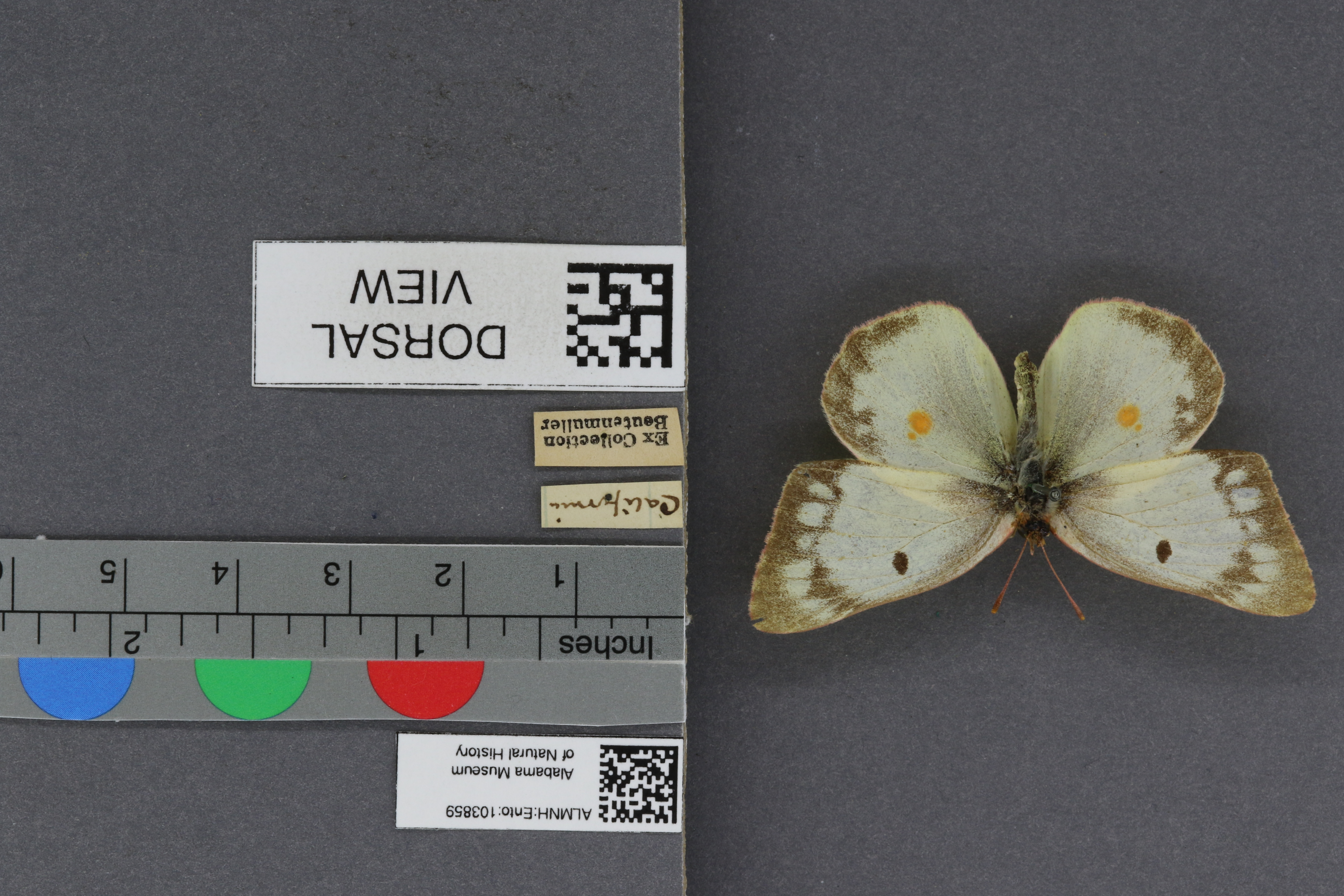 Specimen media