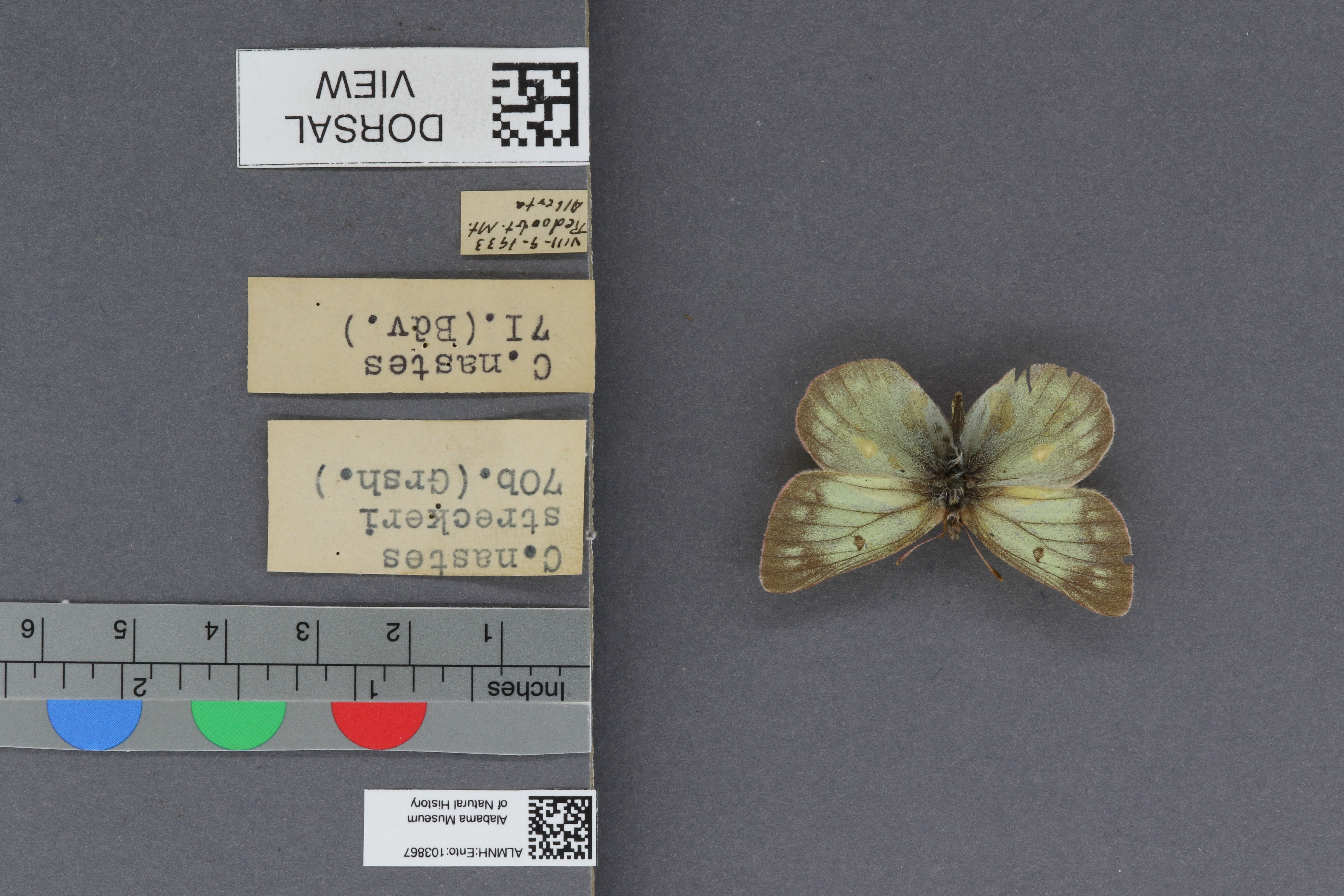 Colias nastes streckeri