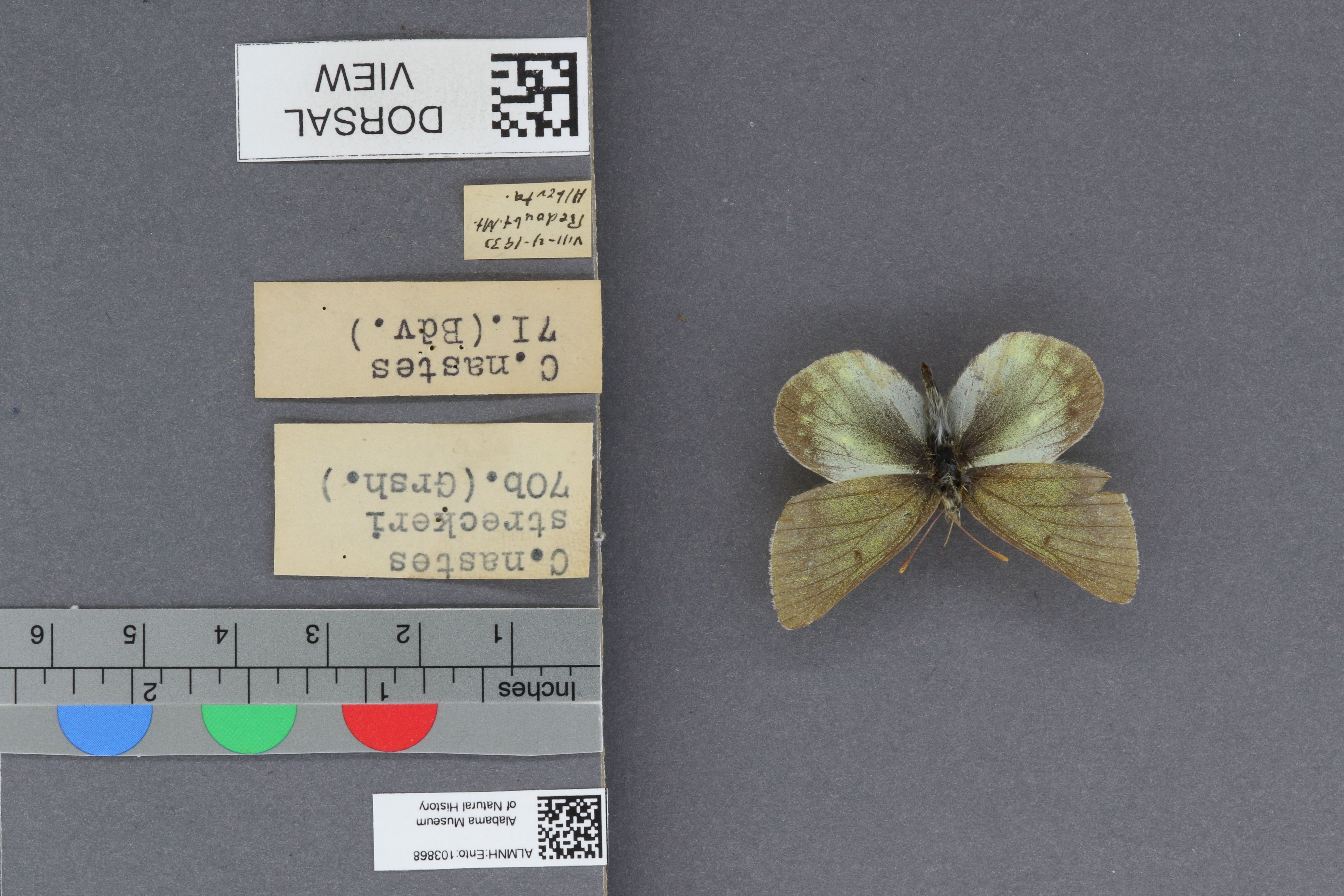 Specimen media