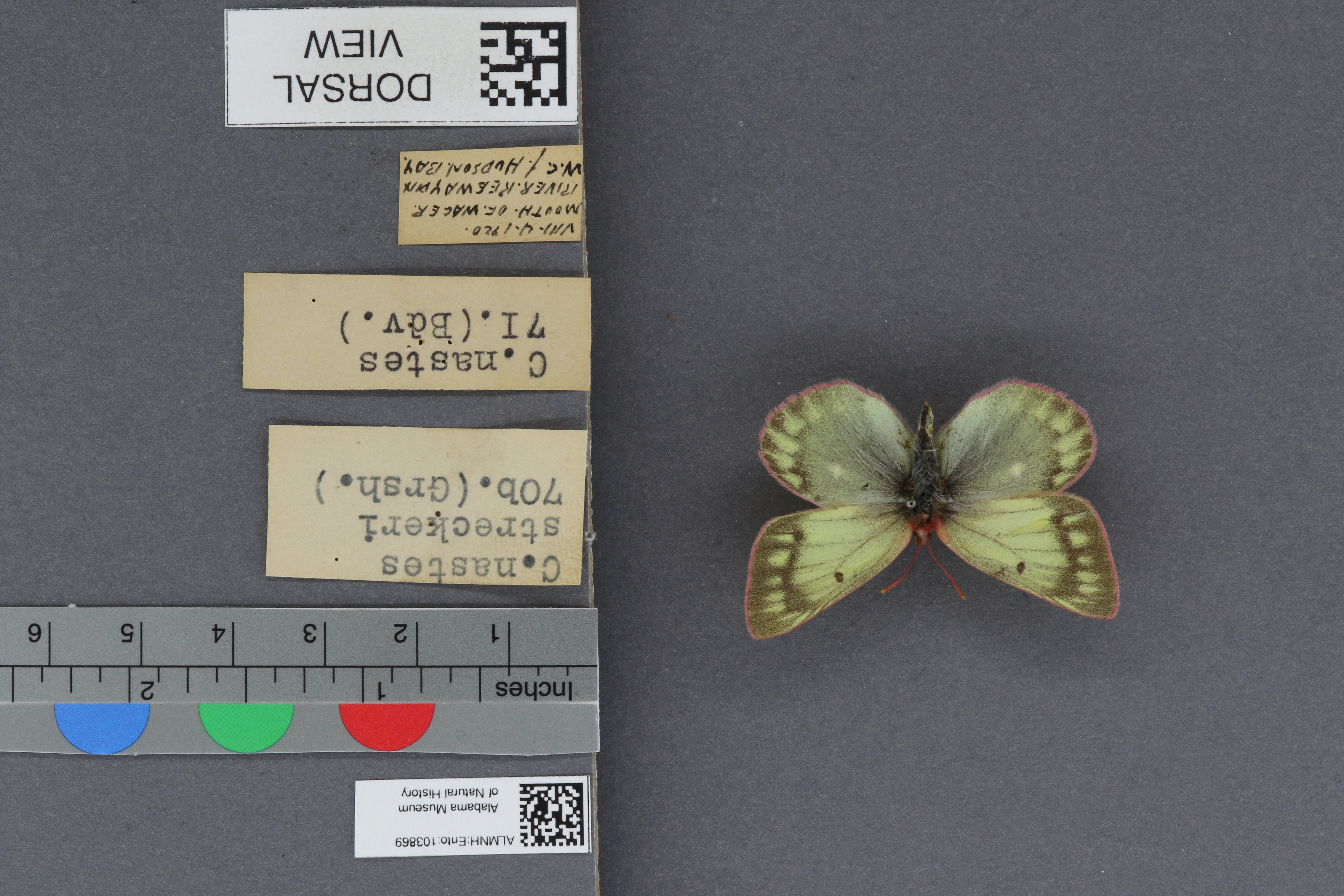 Specimen media