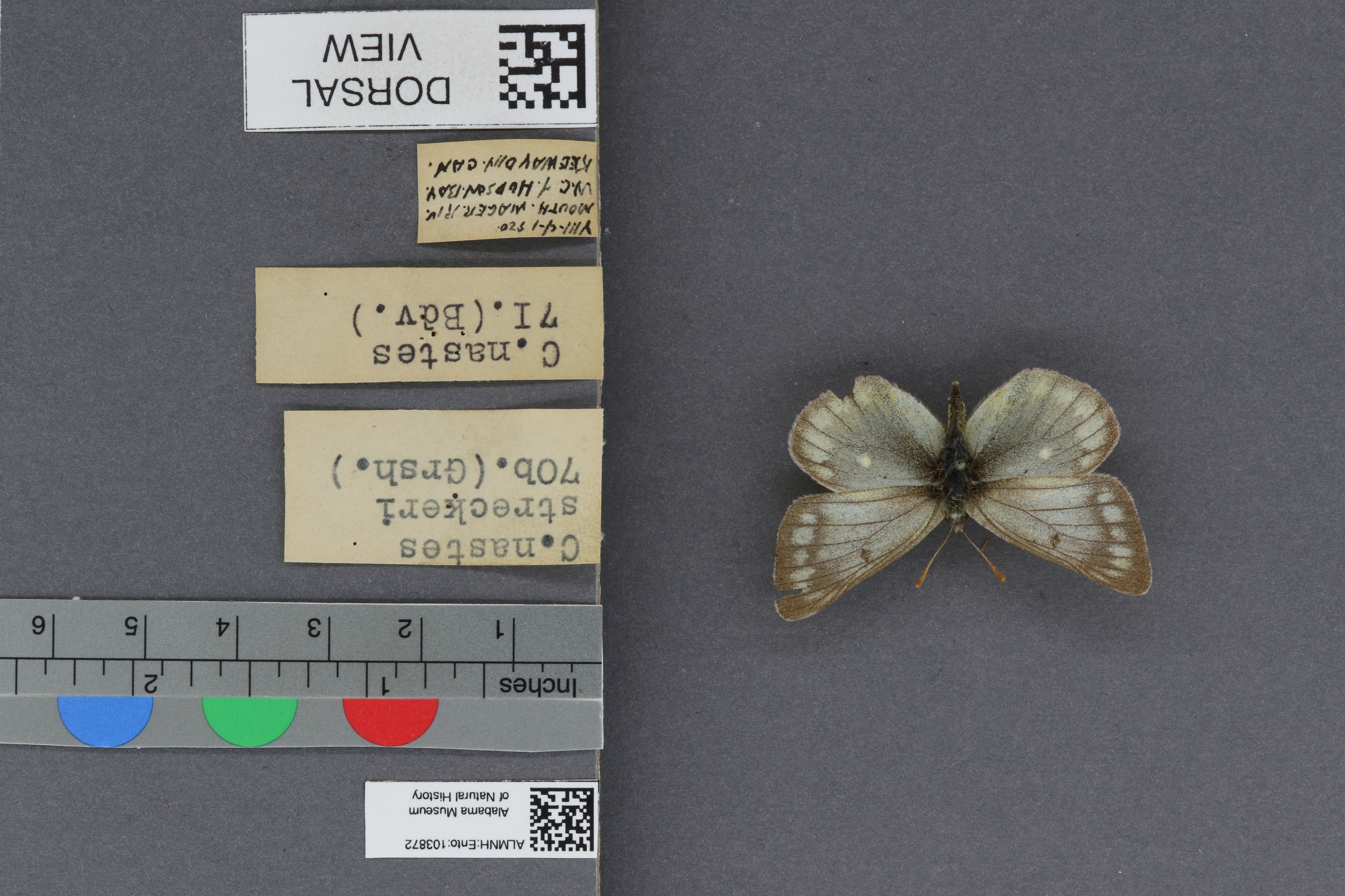 Specimen media