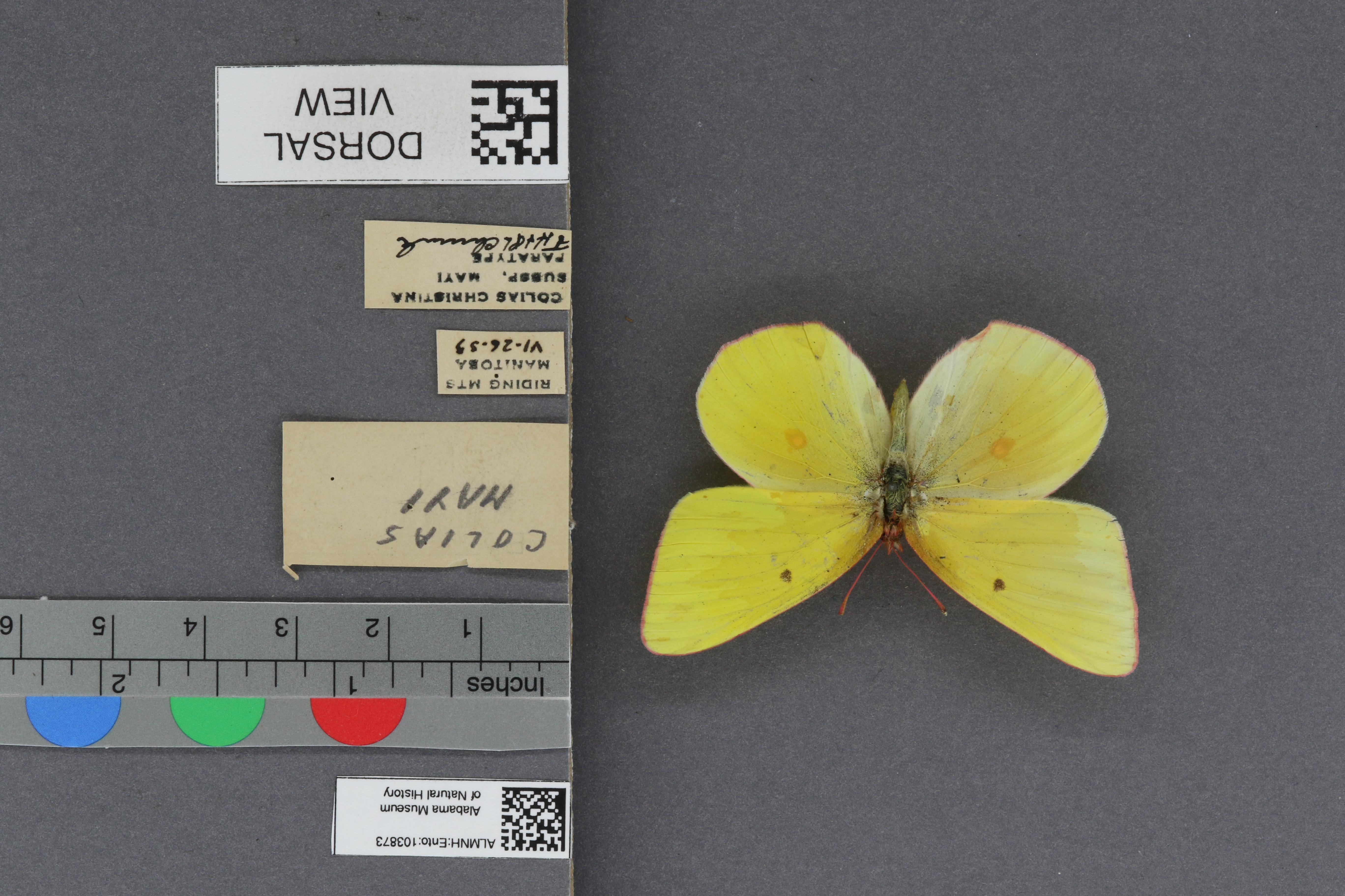 Colias christina mayi