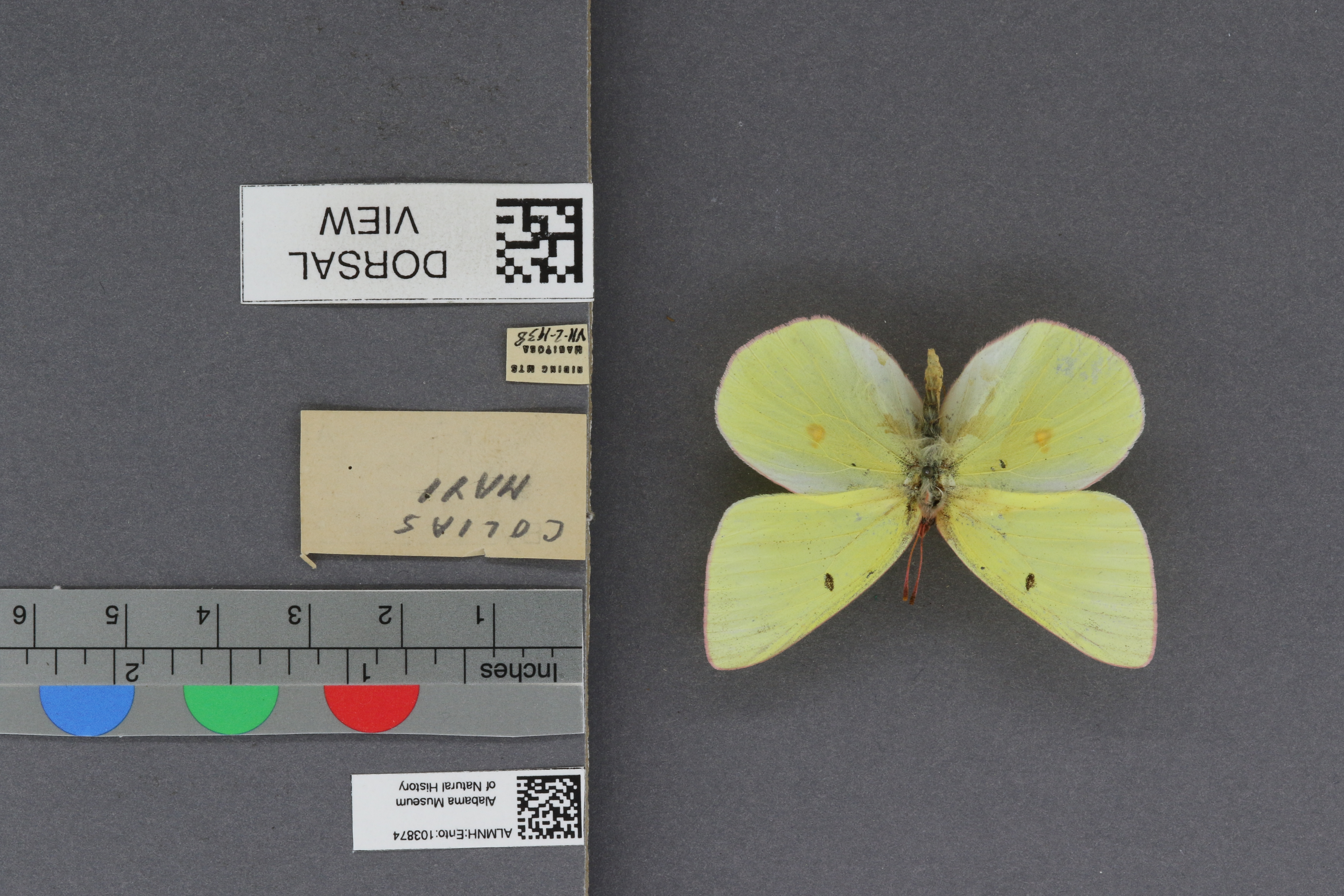 Colias christina mayi