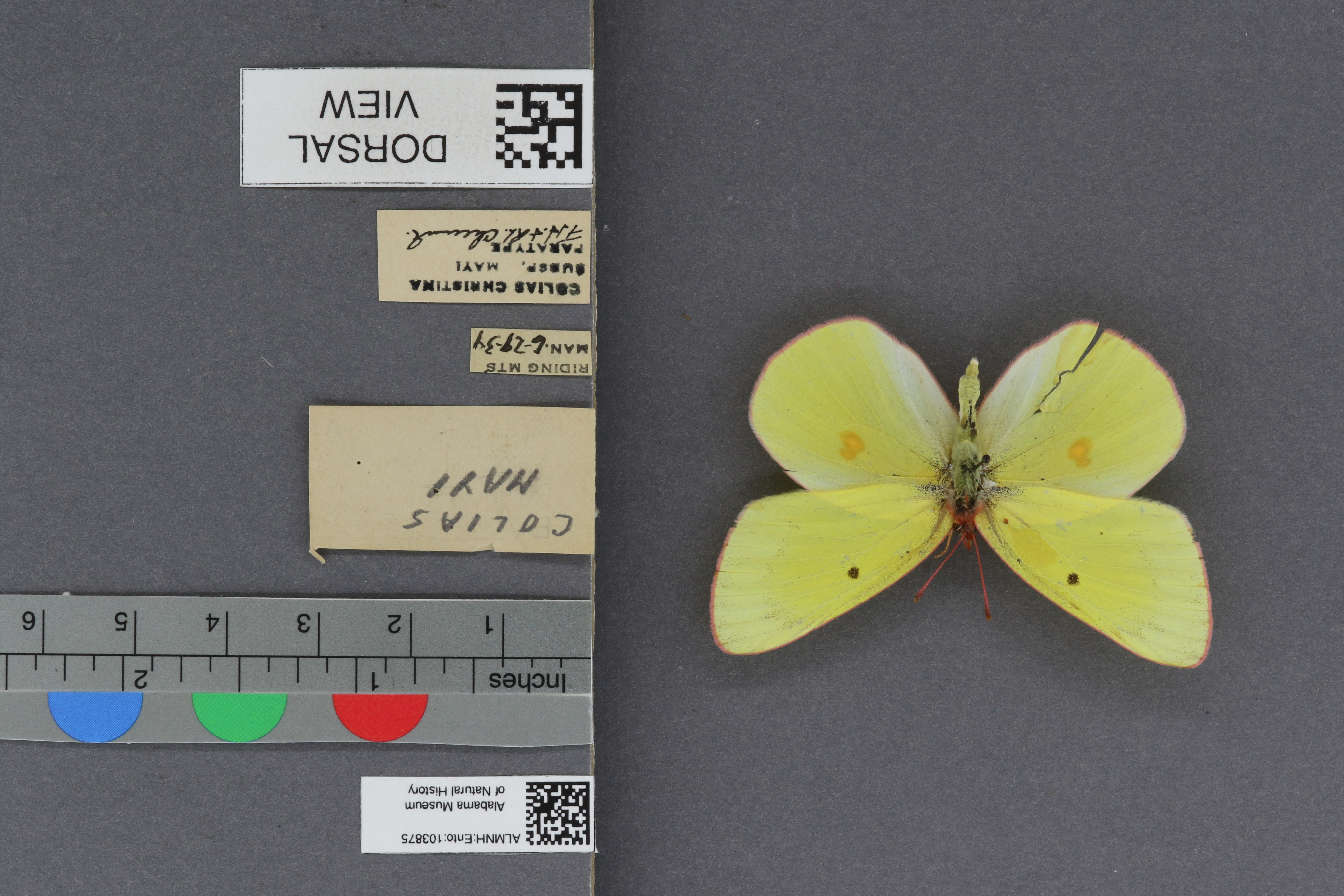 Colias christina mayi
