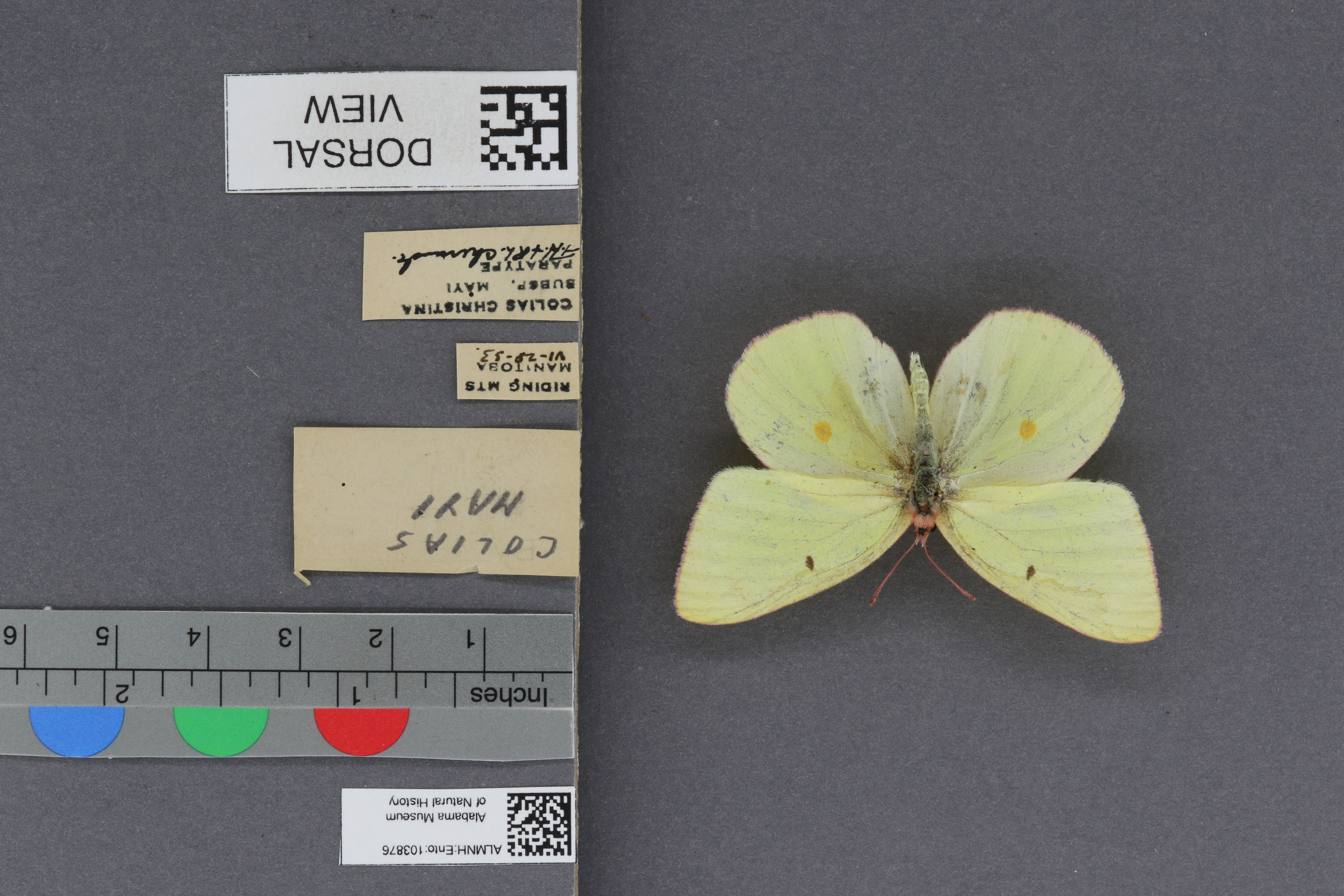 Colias christina mayi