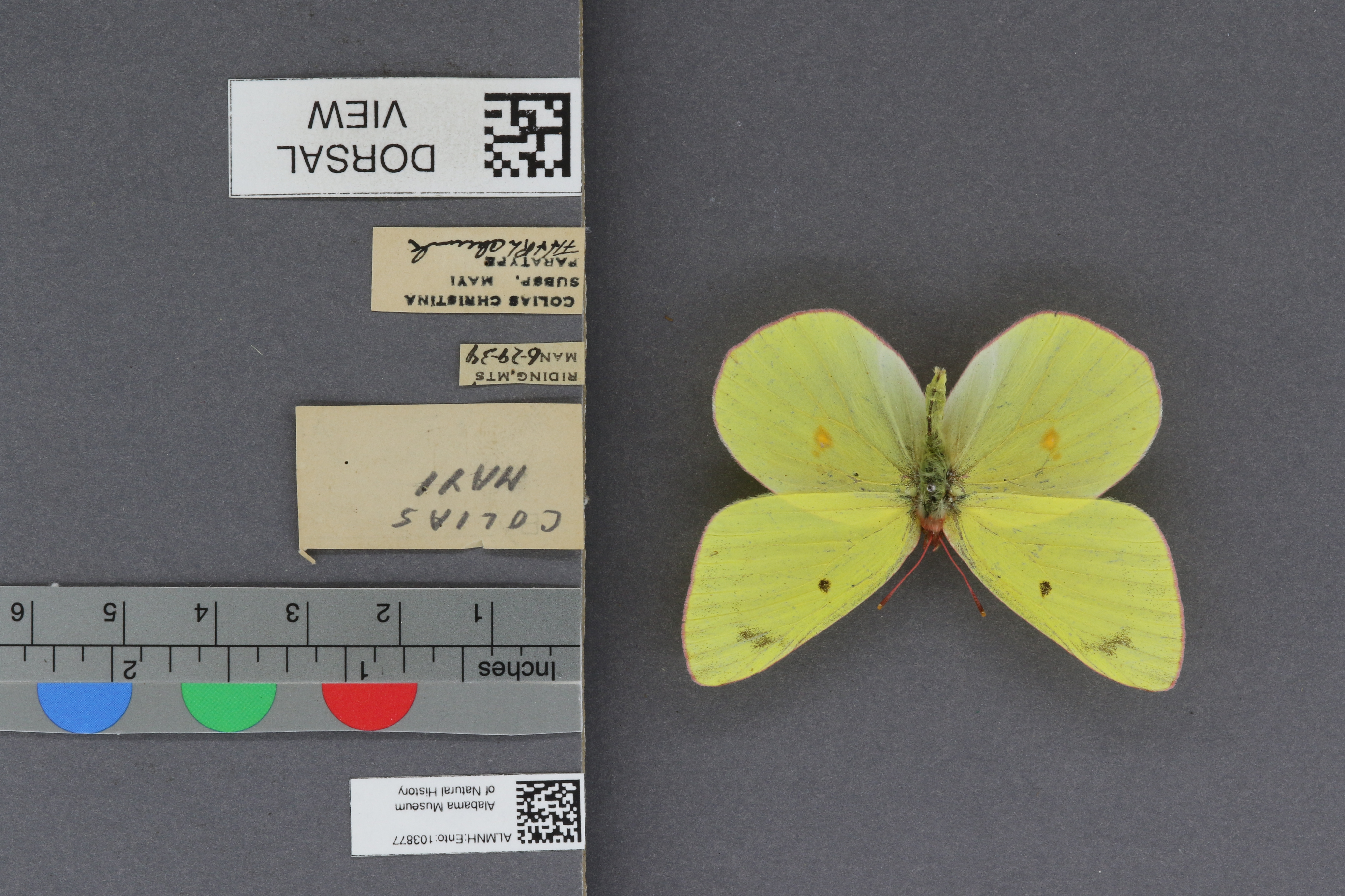 Colias christina mayi