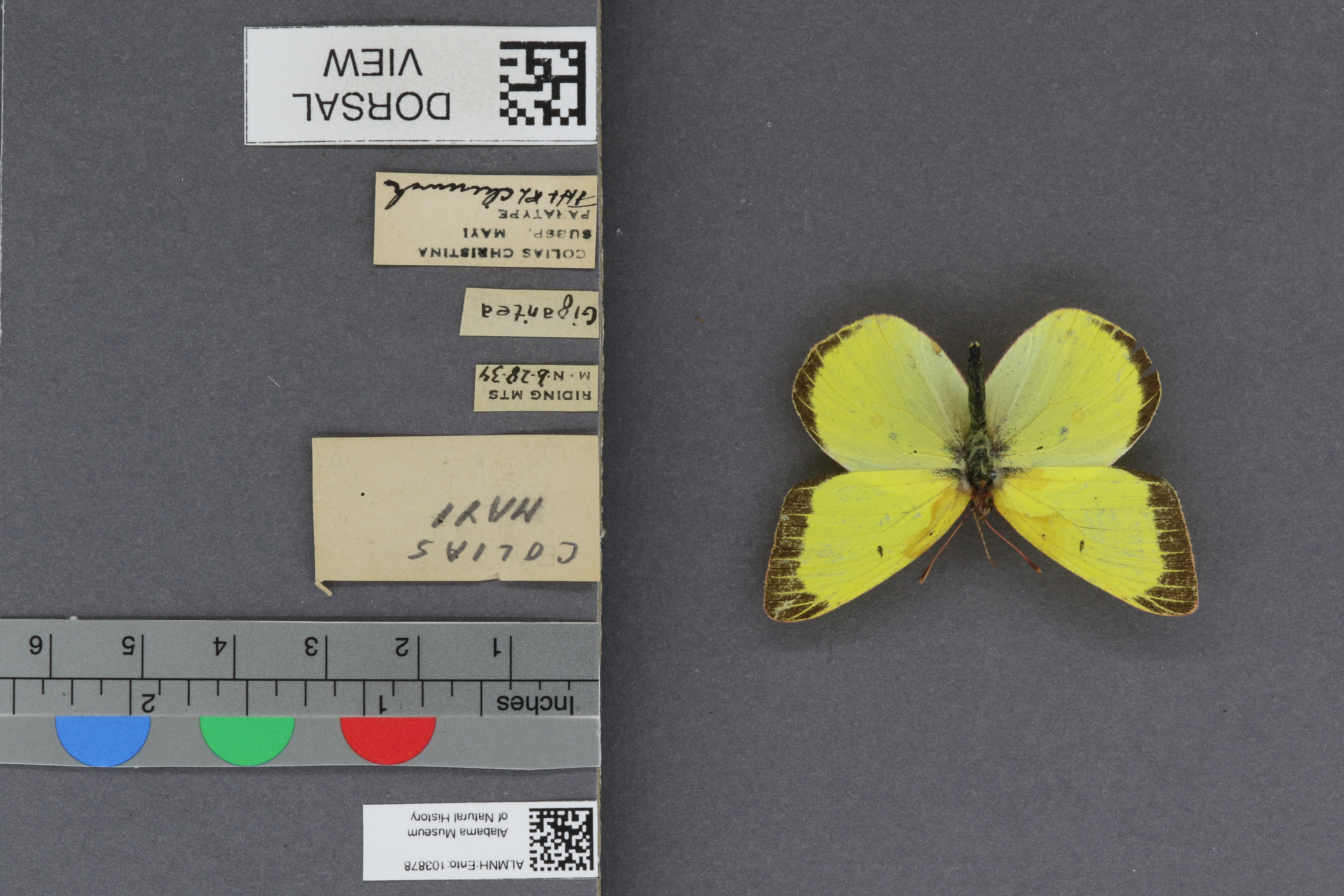 Colias christina mayi