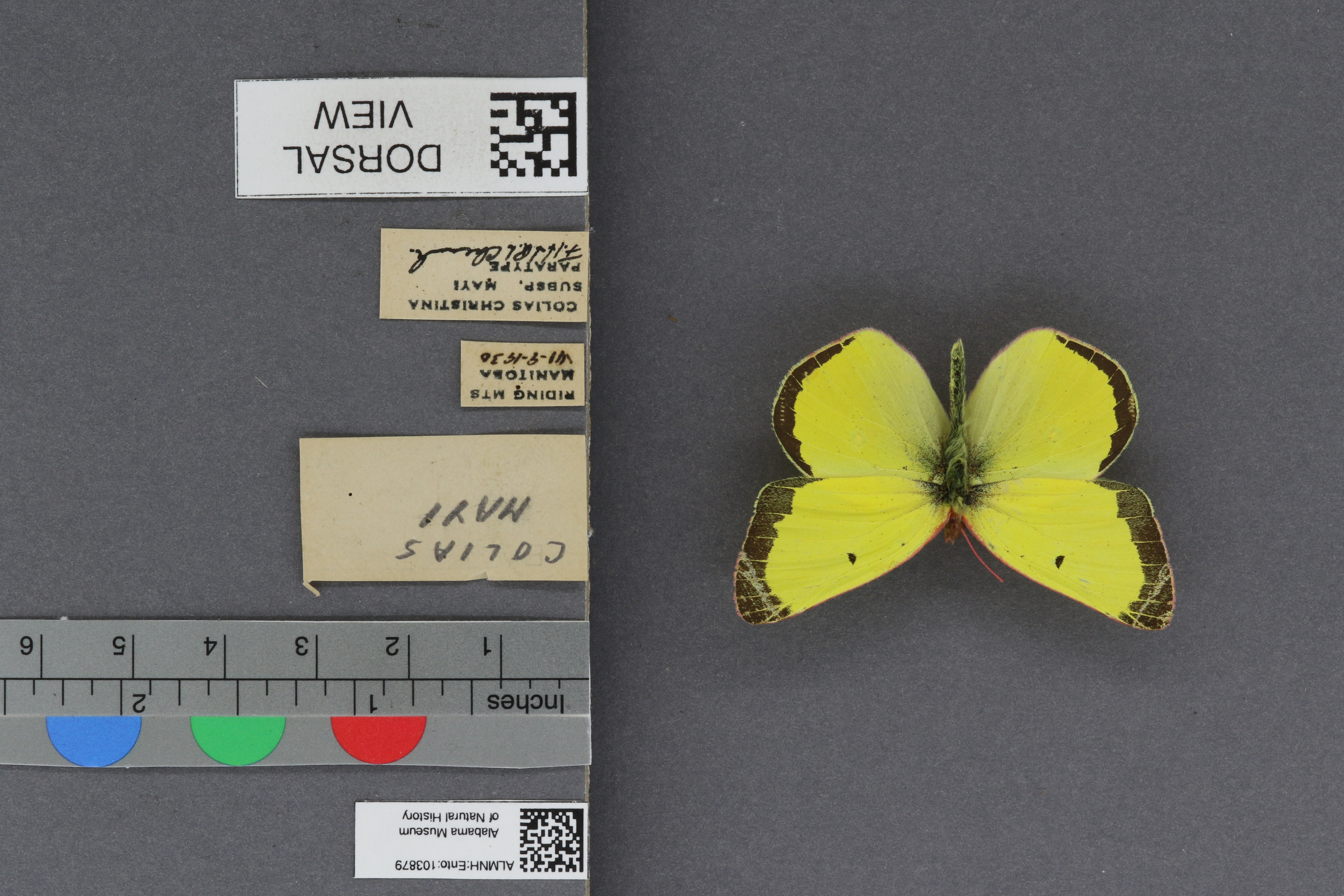 Colias christina mayi