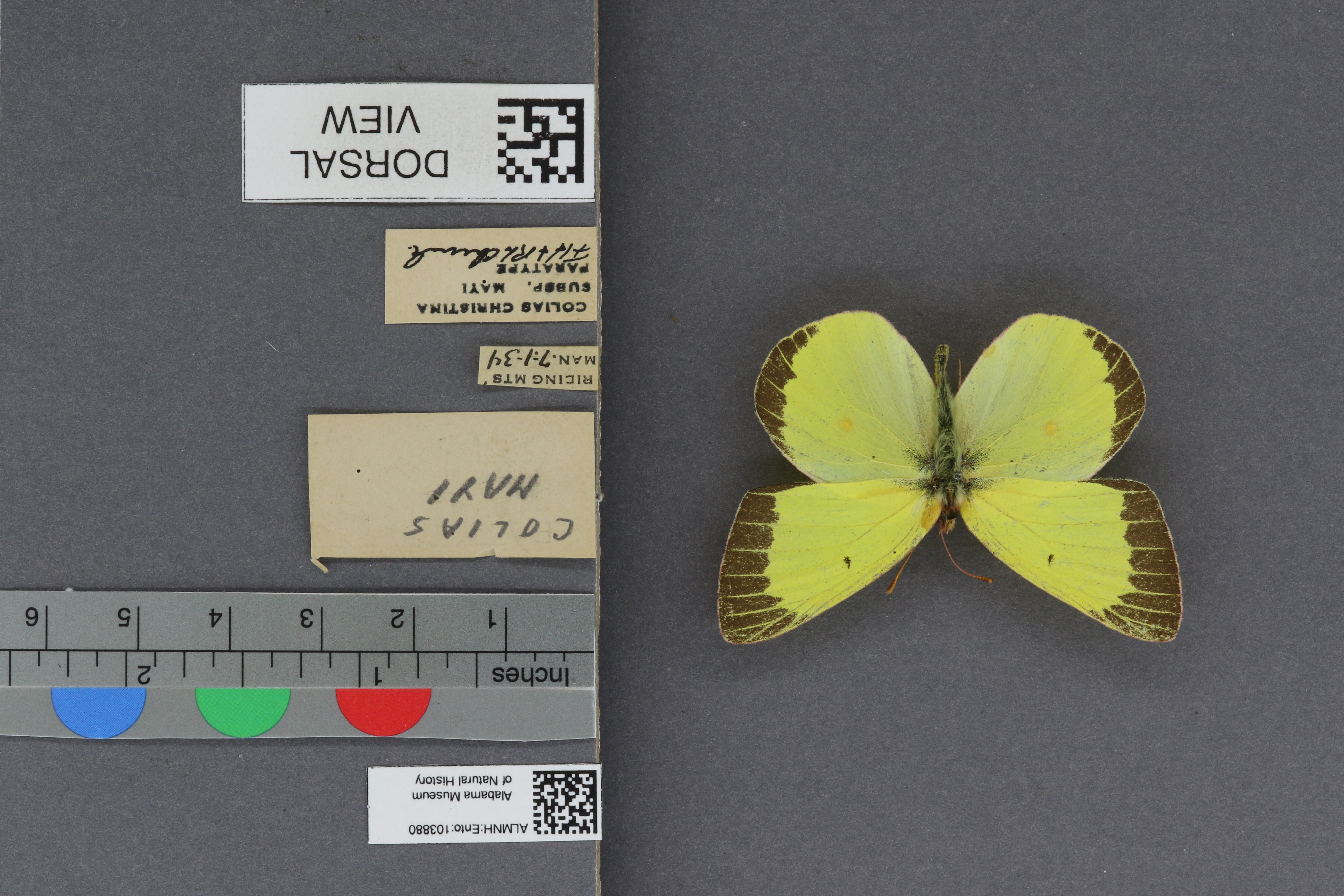 Colias christina mayi