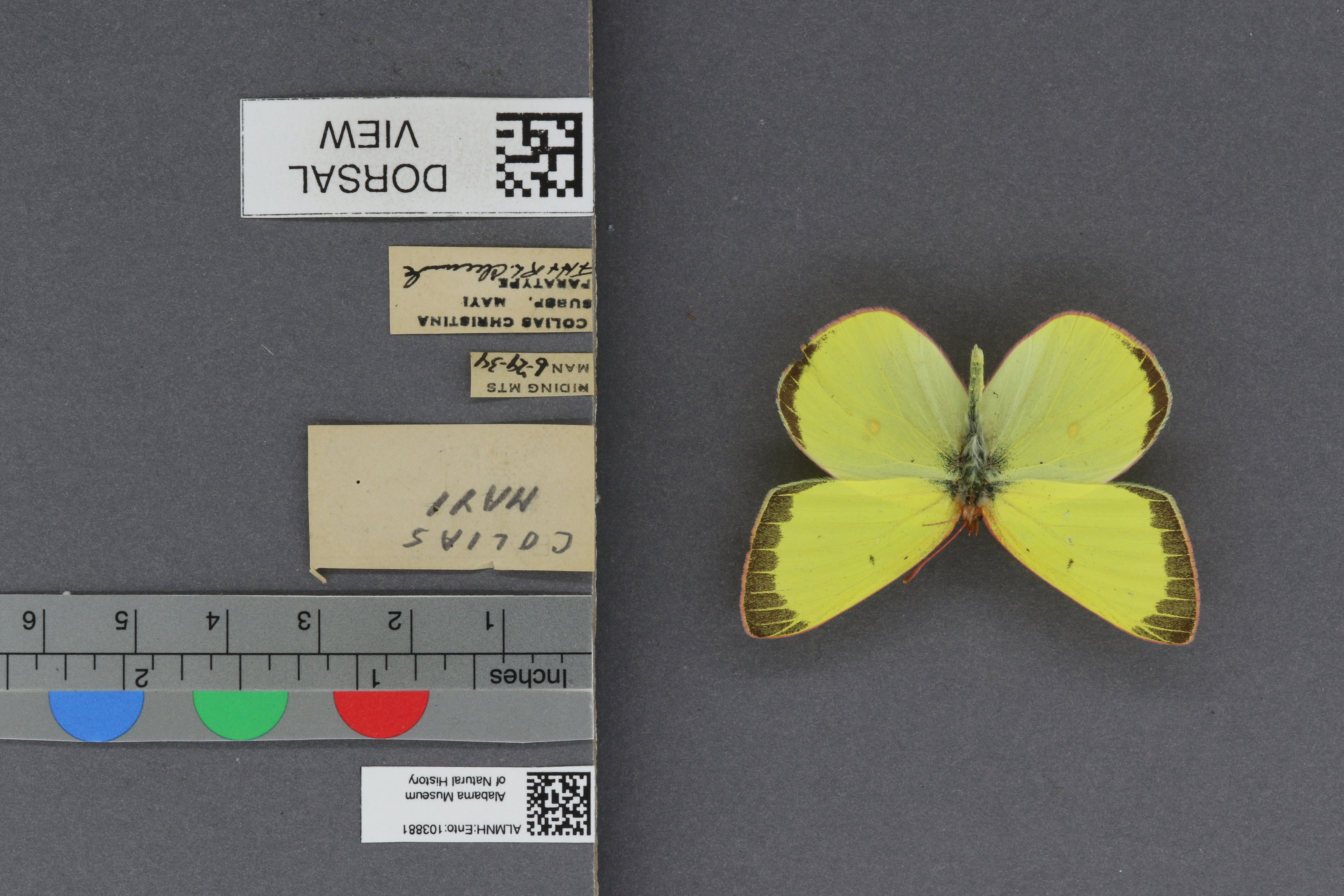 Colias christina mayi