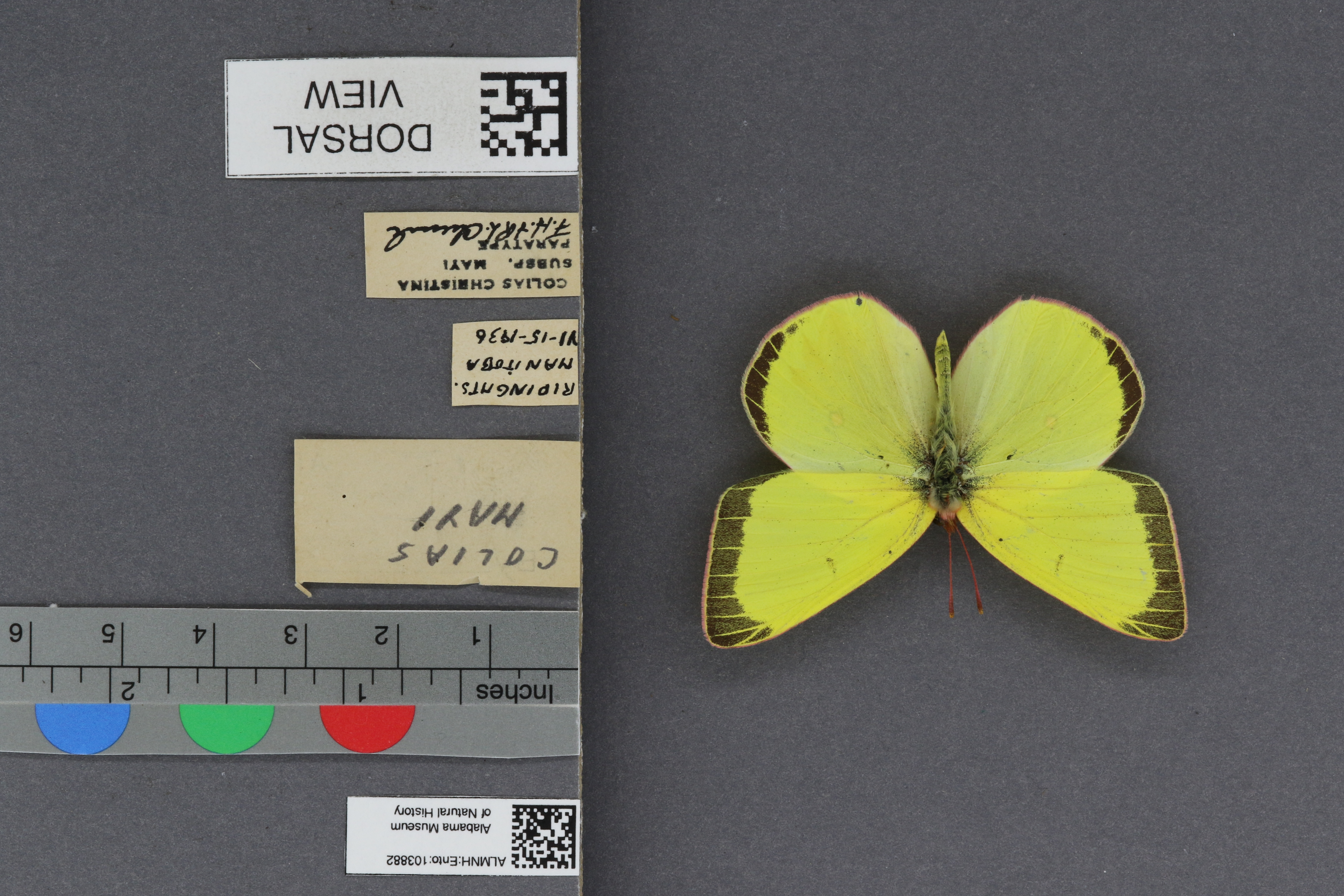 Colias christina mayi