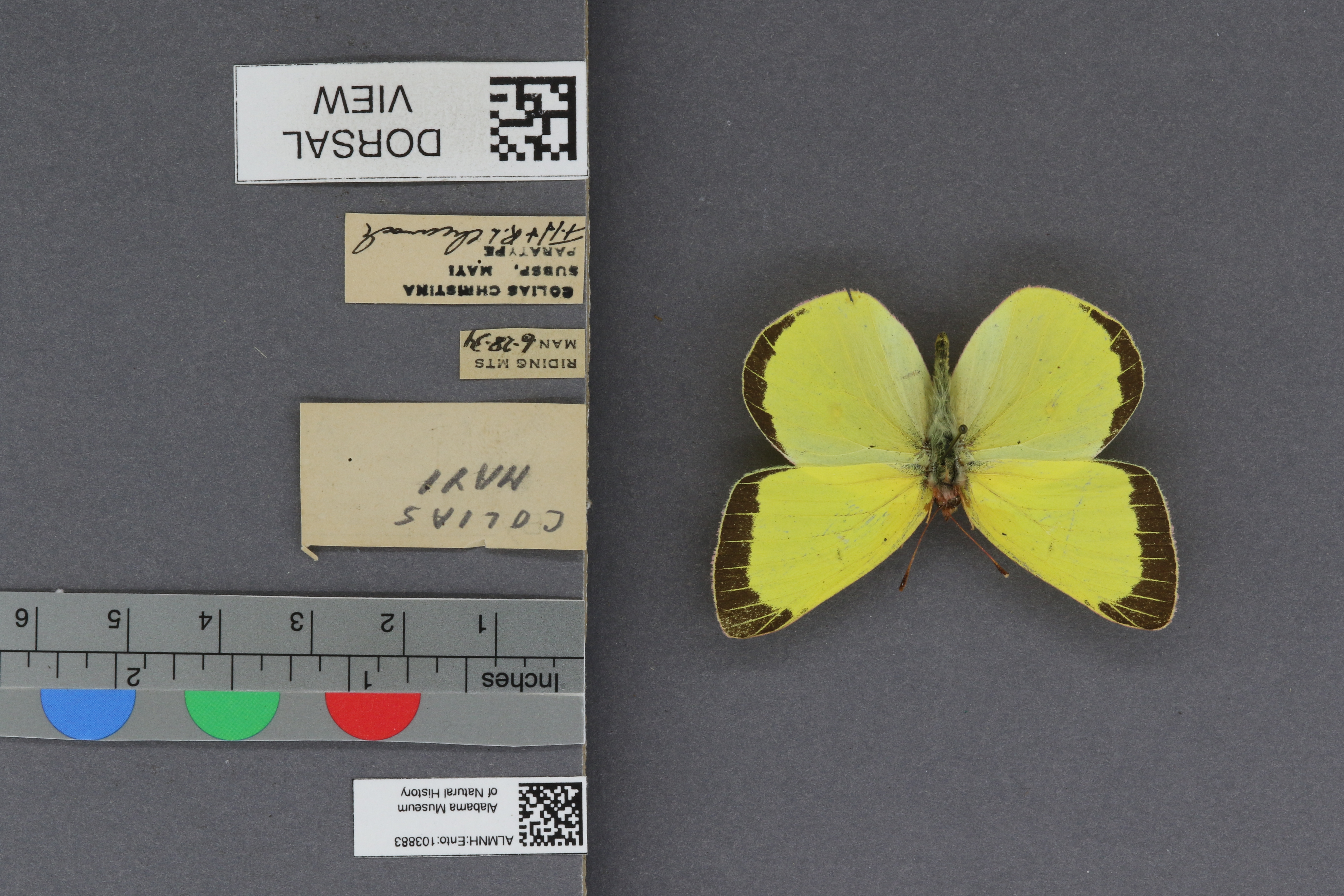 Colias christina mayi