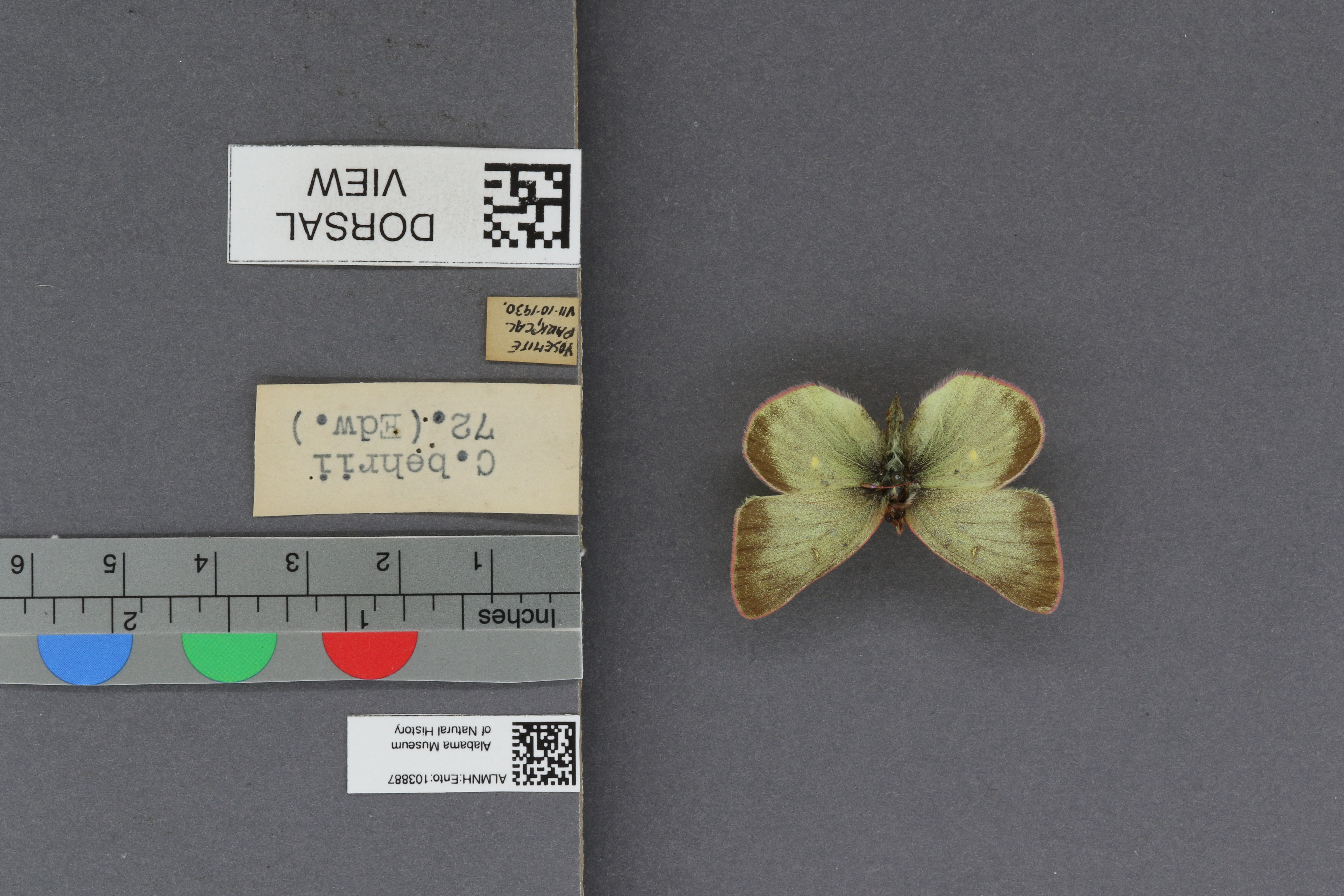 Specimen media