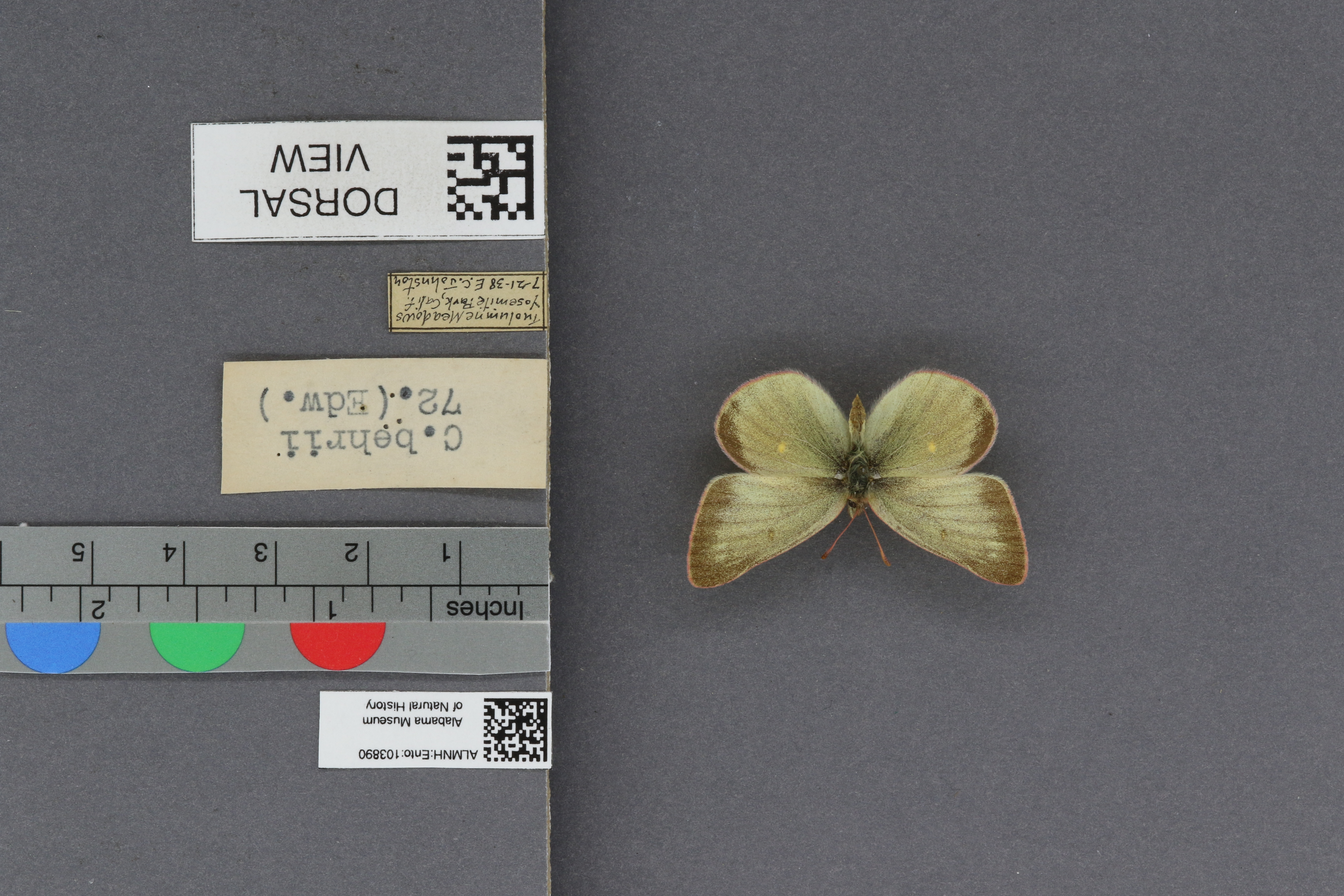 Colias behrii