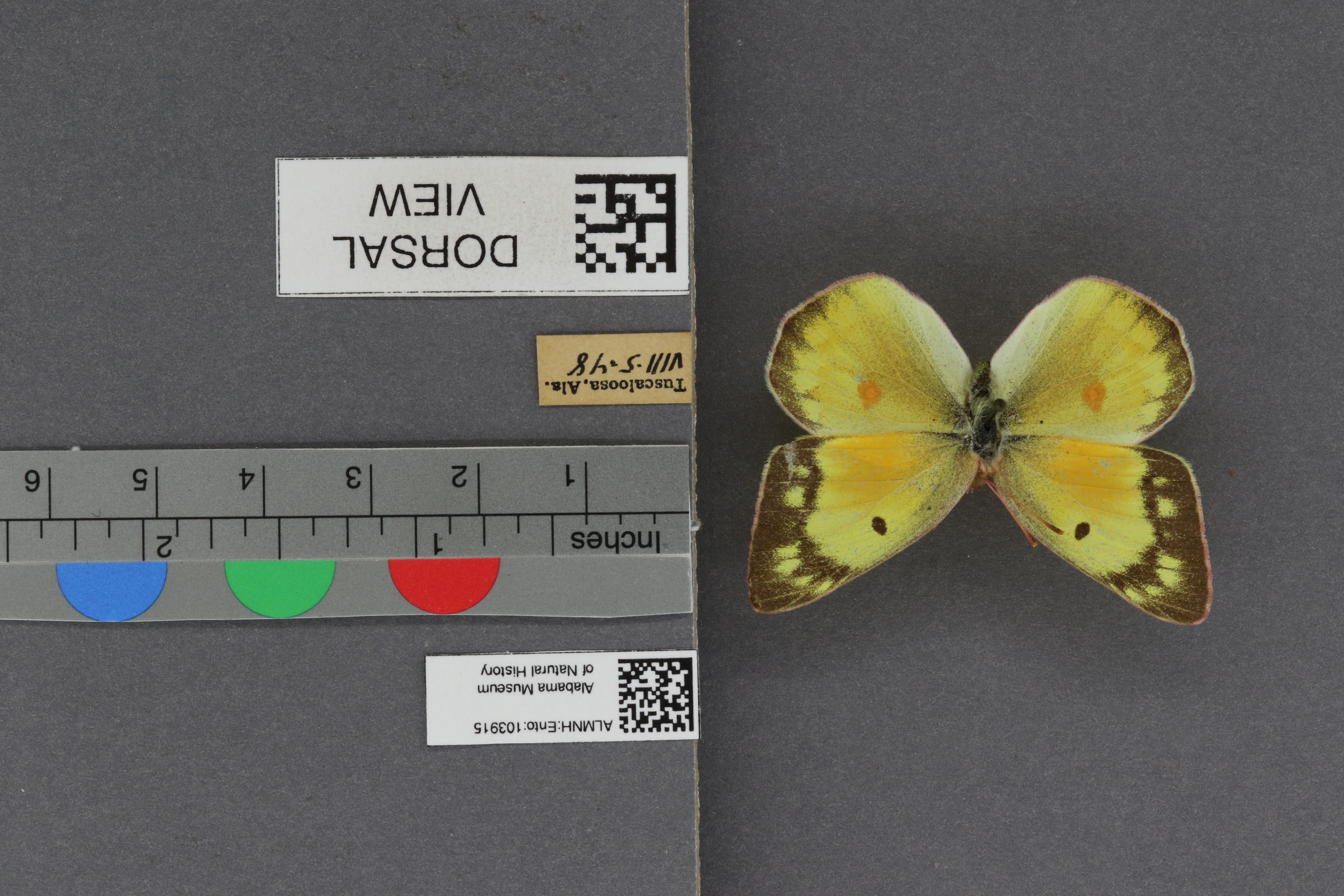 Specimen media