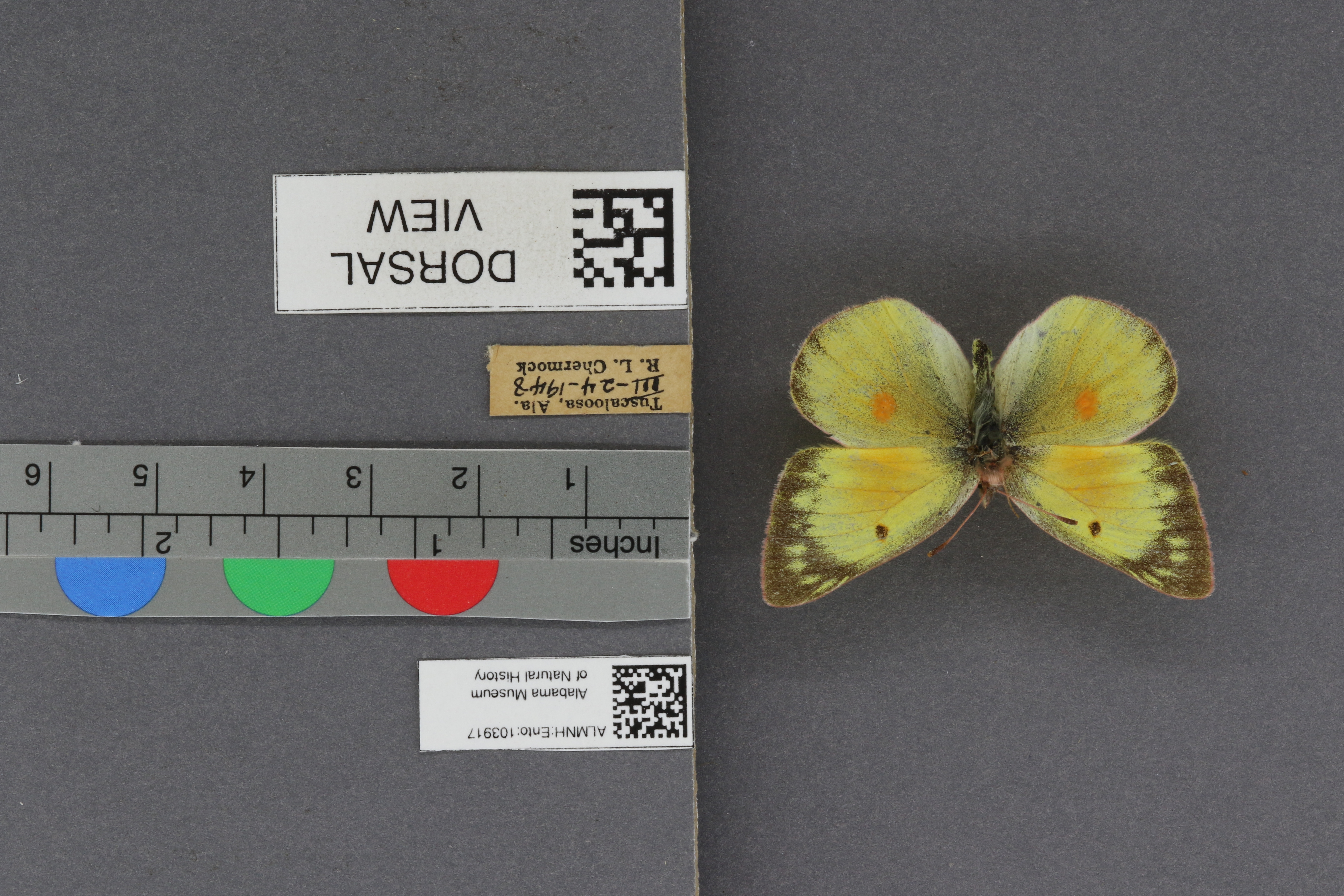 Specimen media