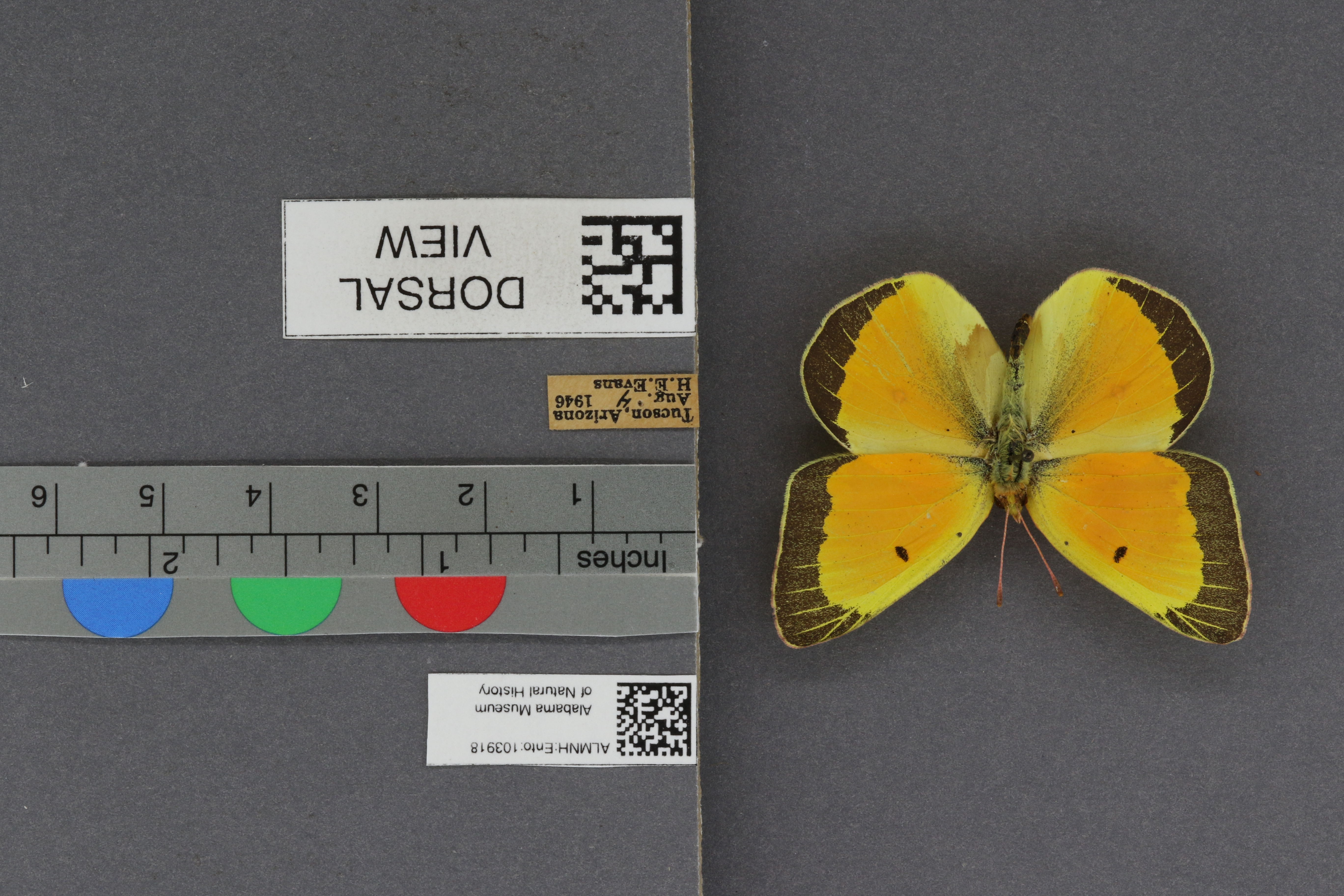 Specimen media