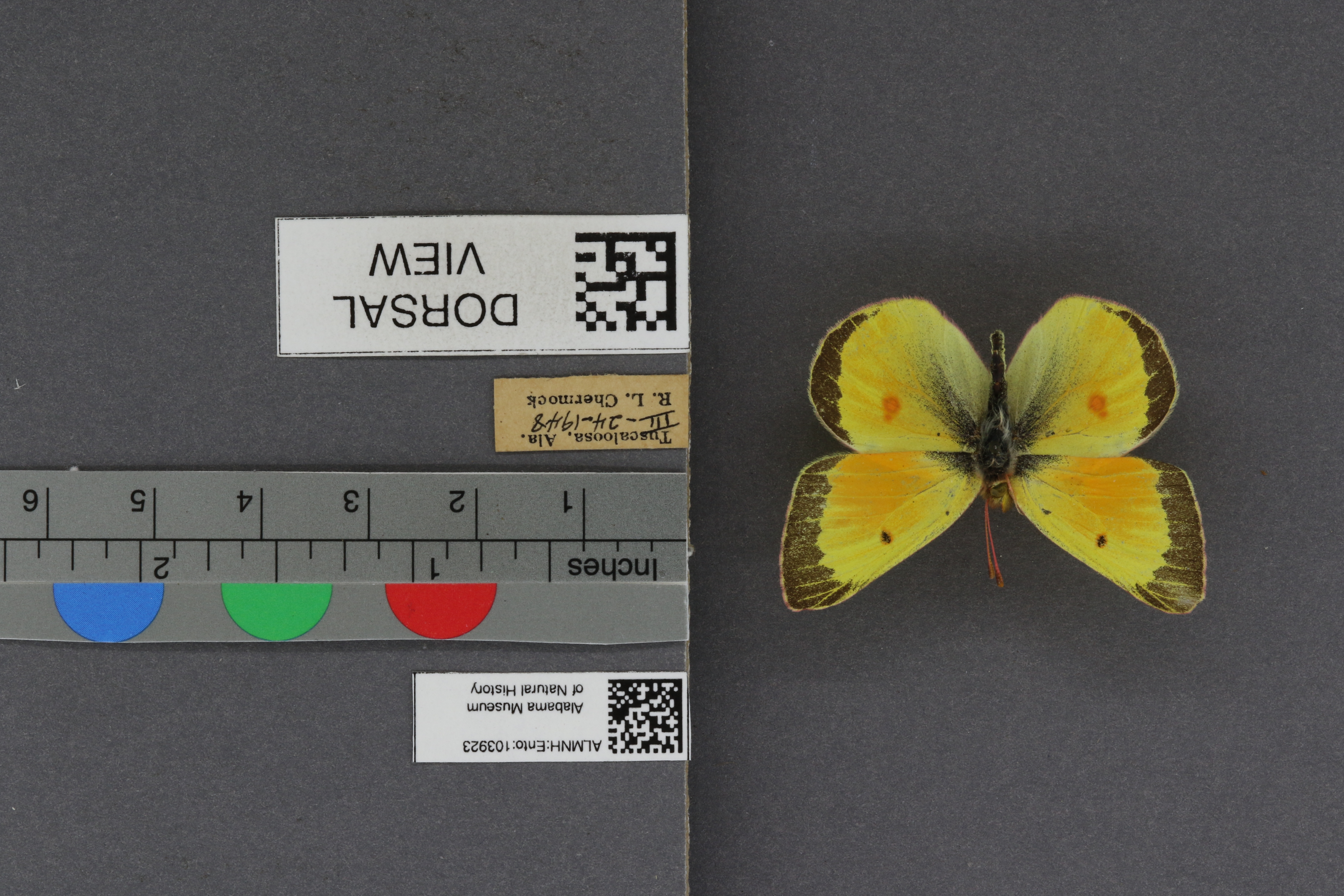 Specimen media