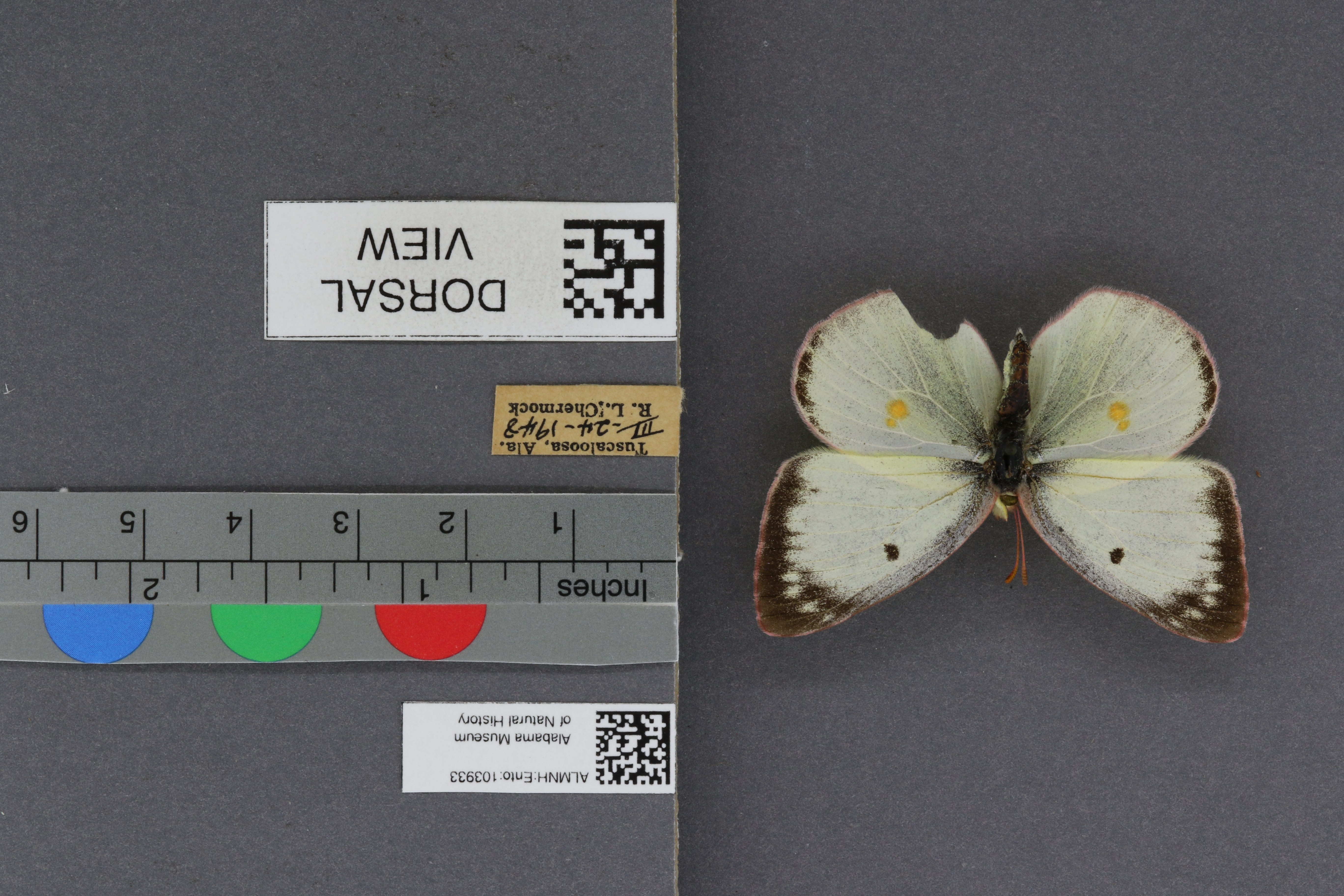 Specimen media