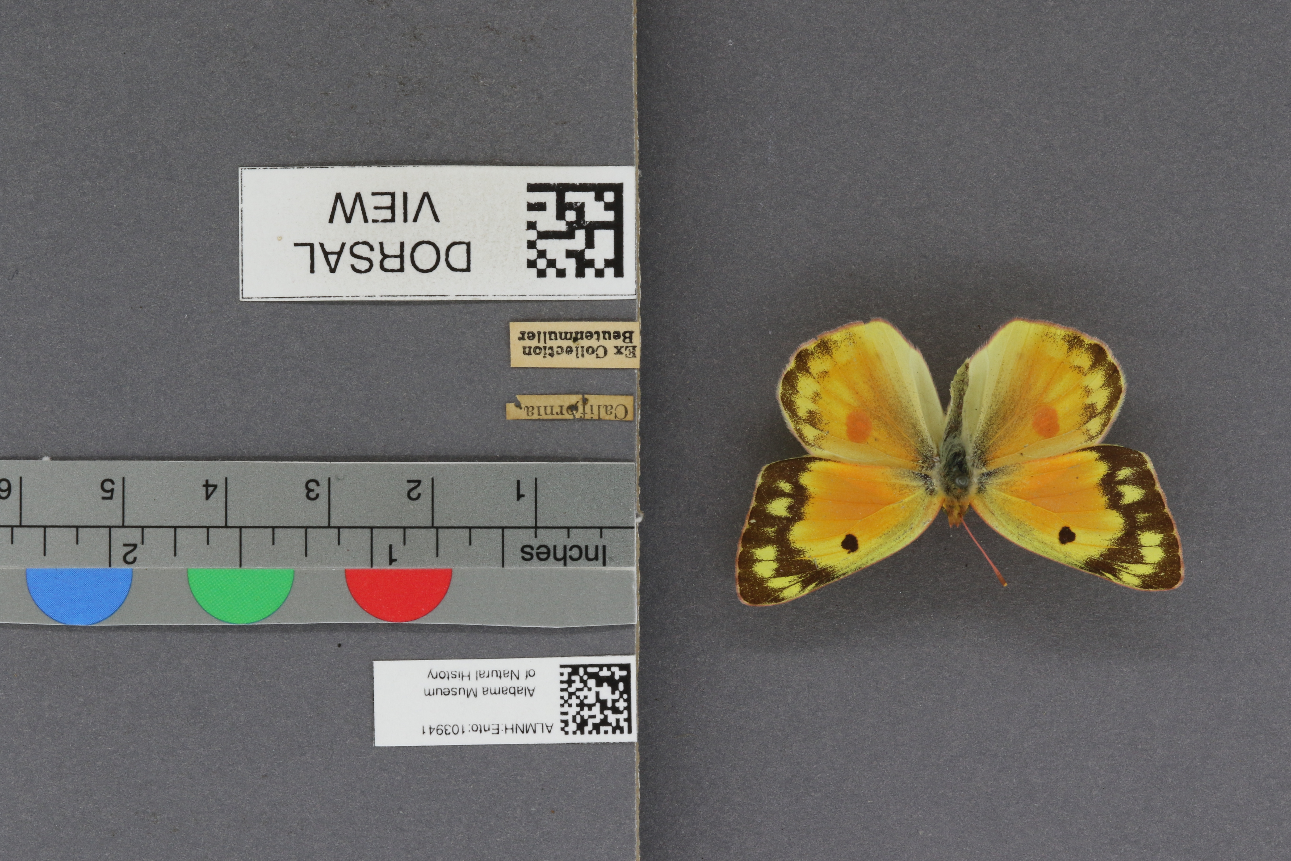 Specimen media