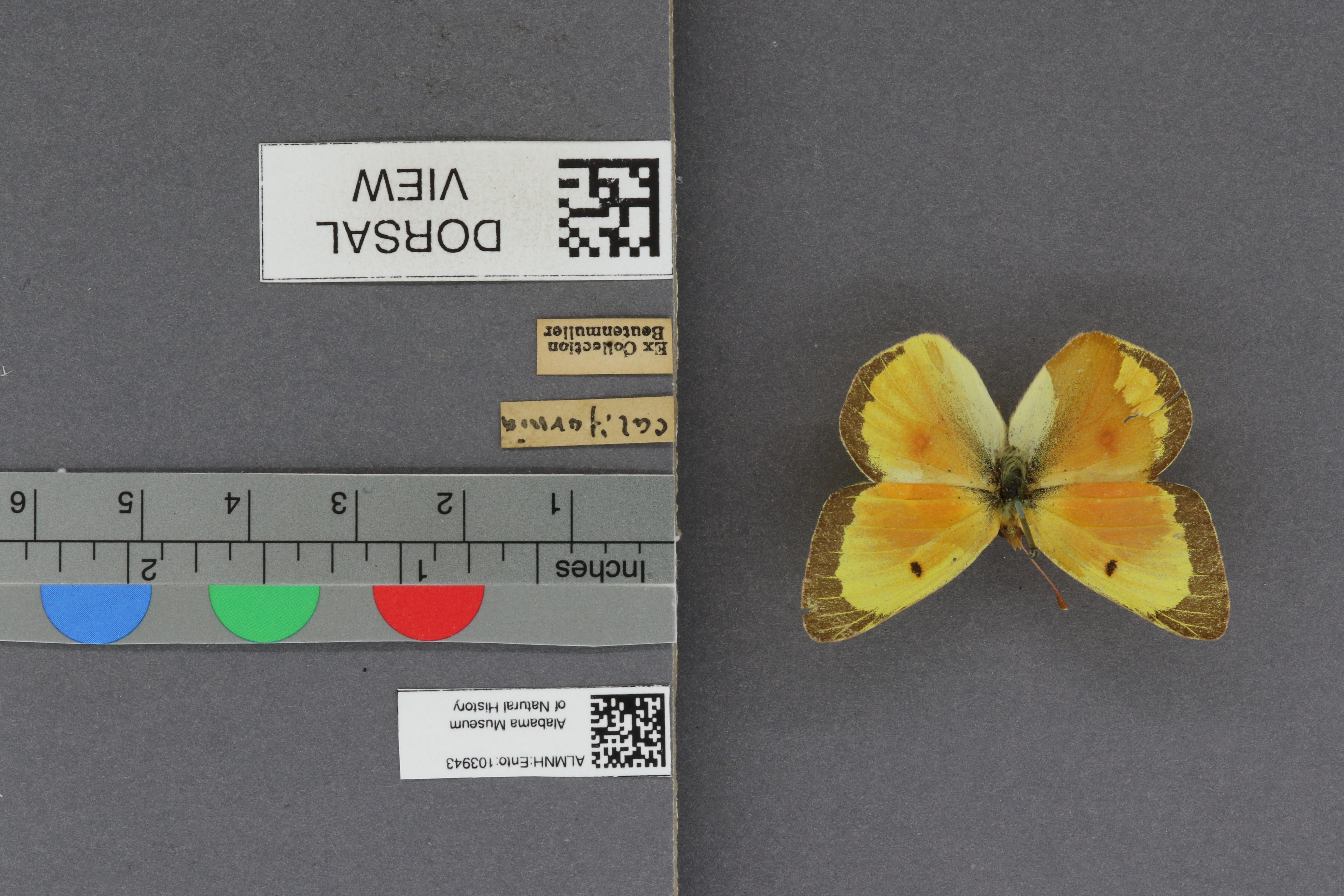 Specimen media