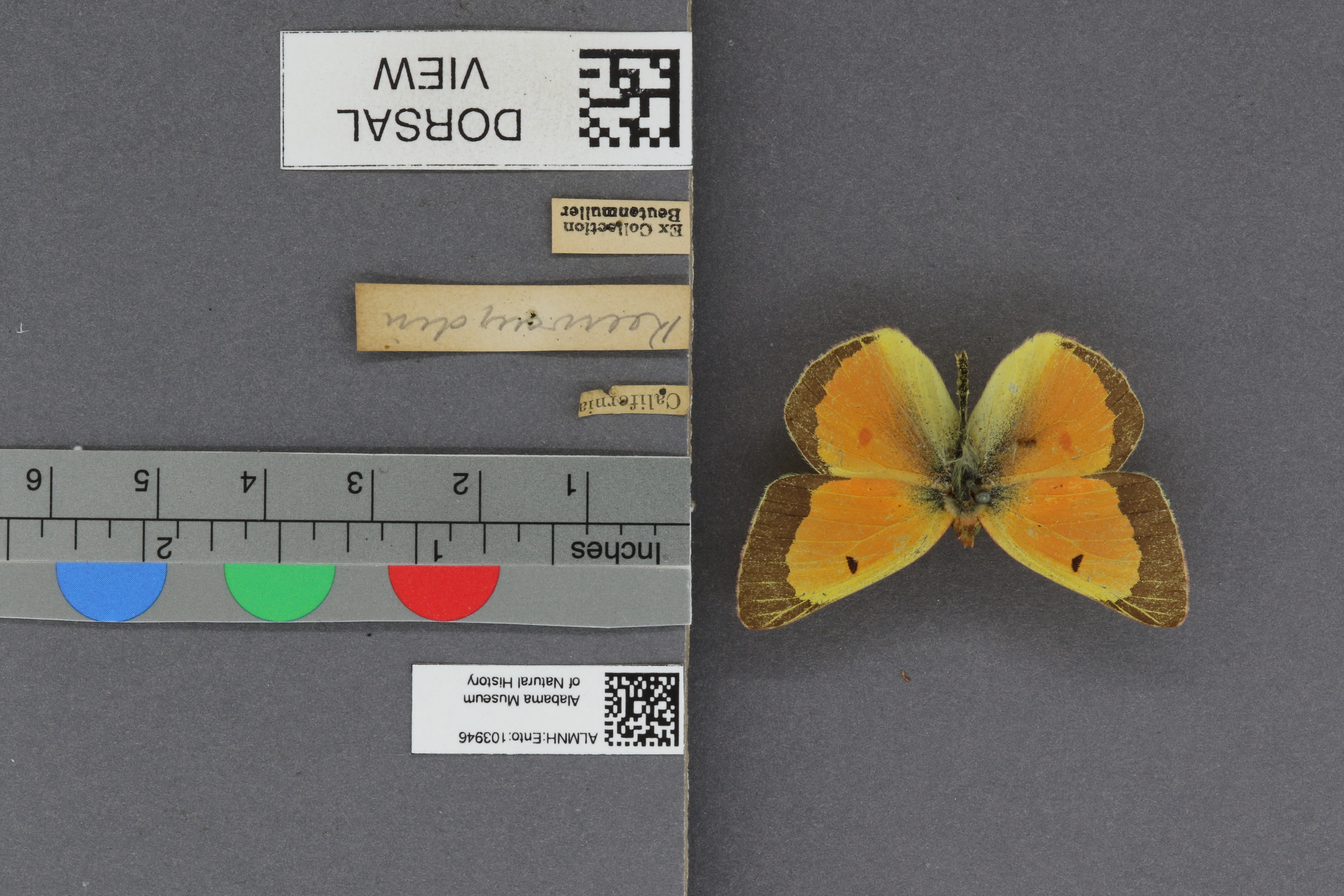 Specimen media