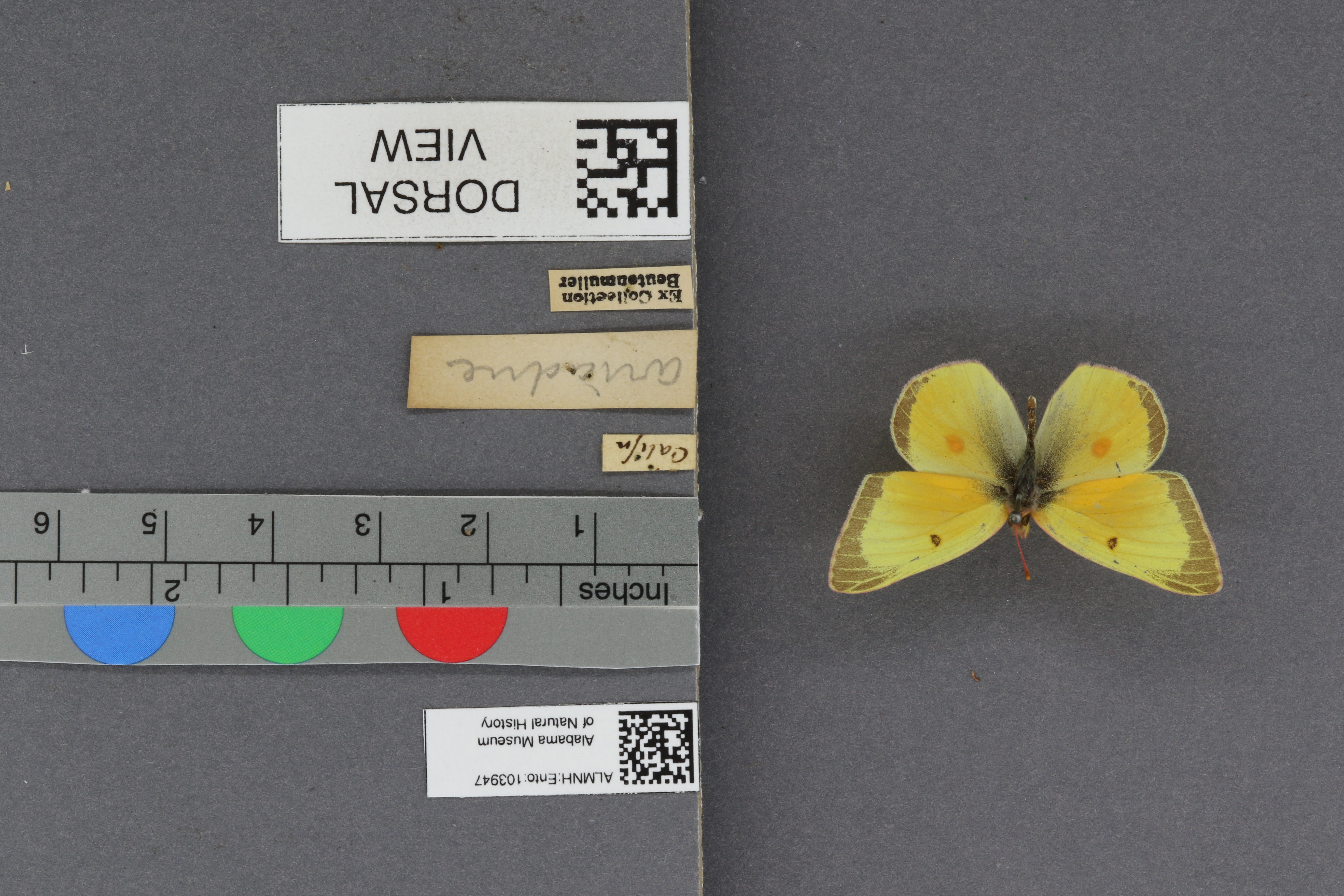 Specimen media