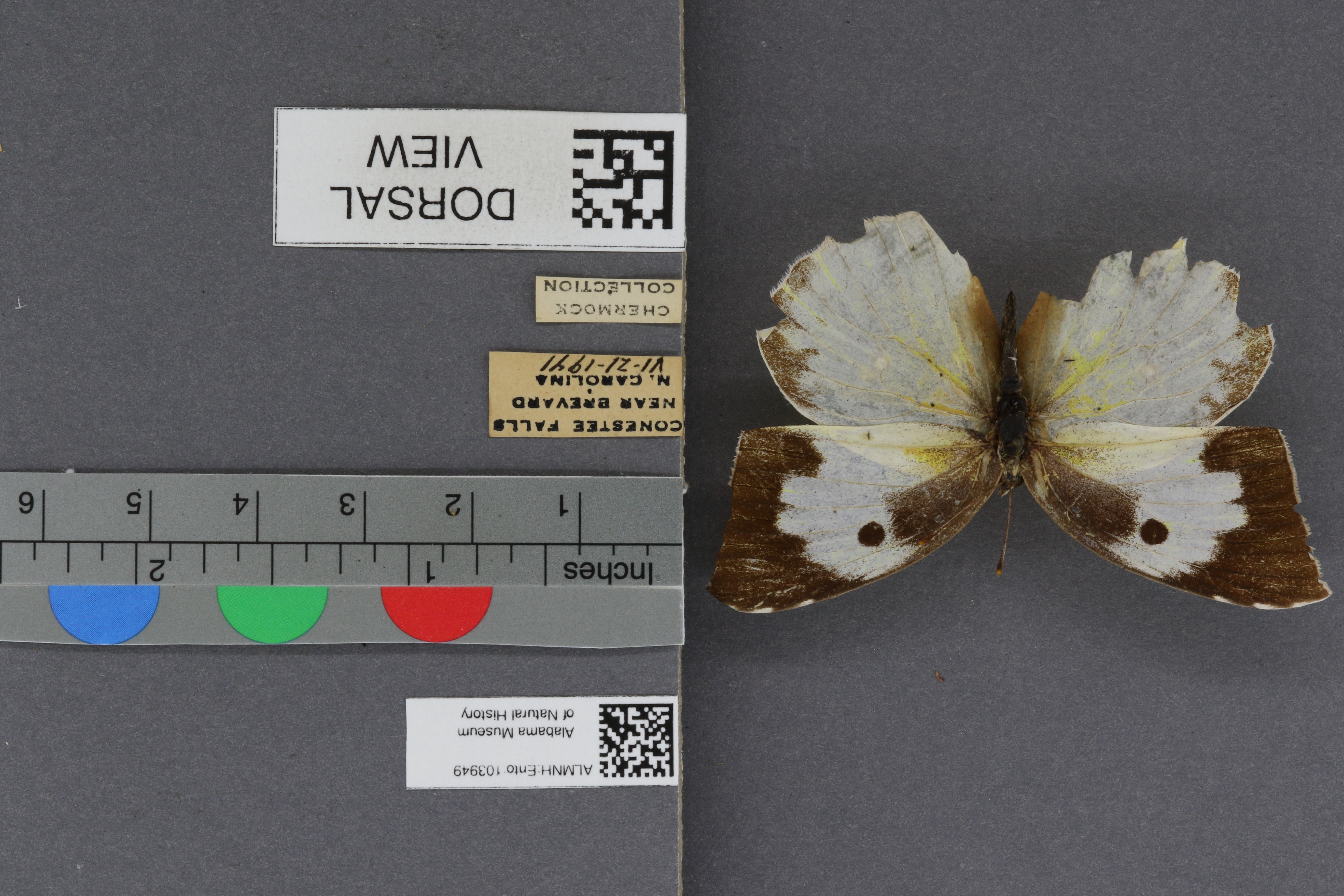 Specimen media
