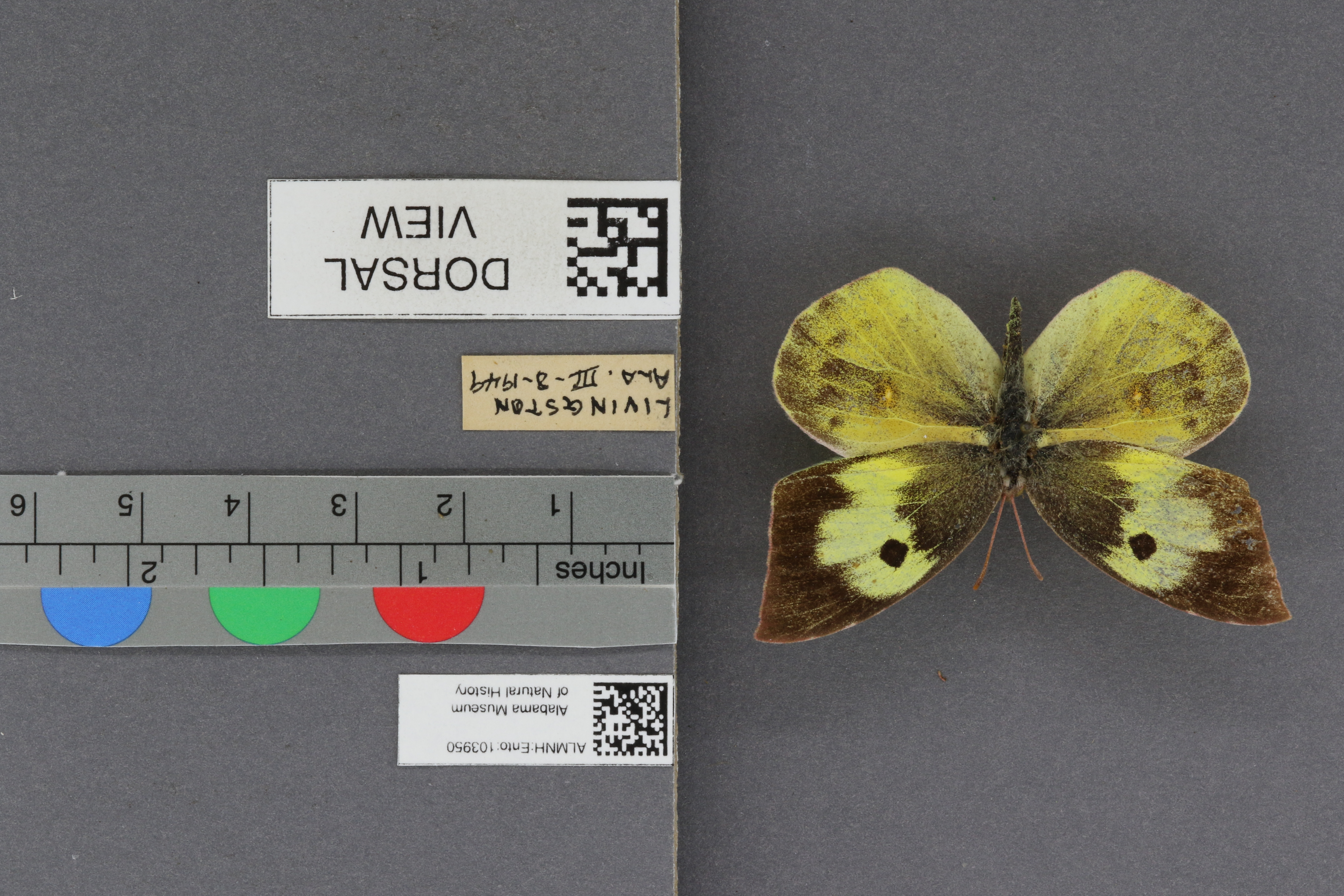 Specimen media