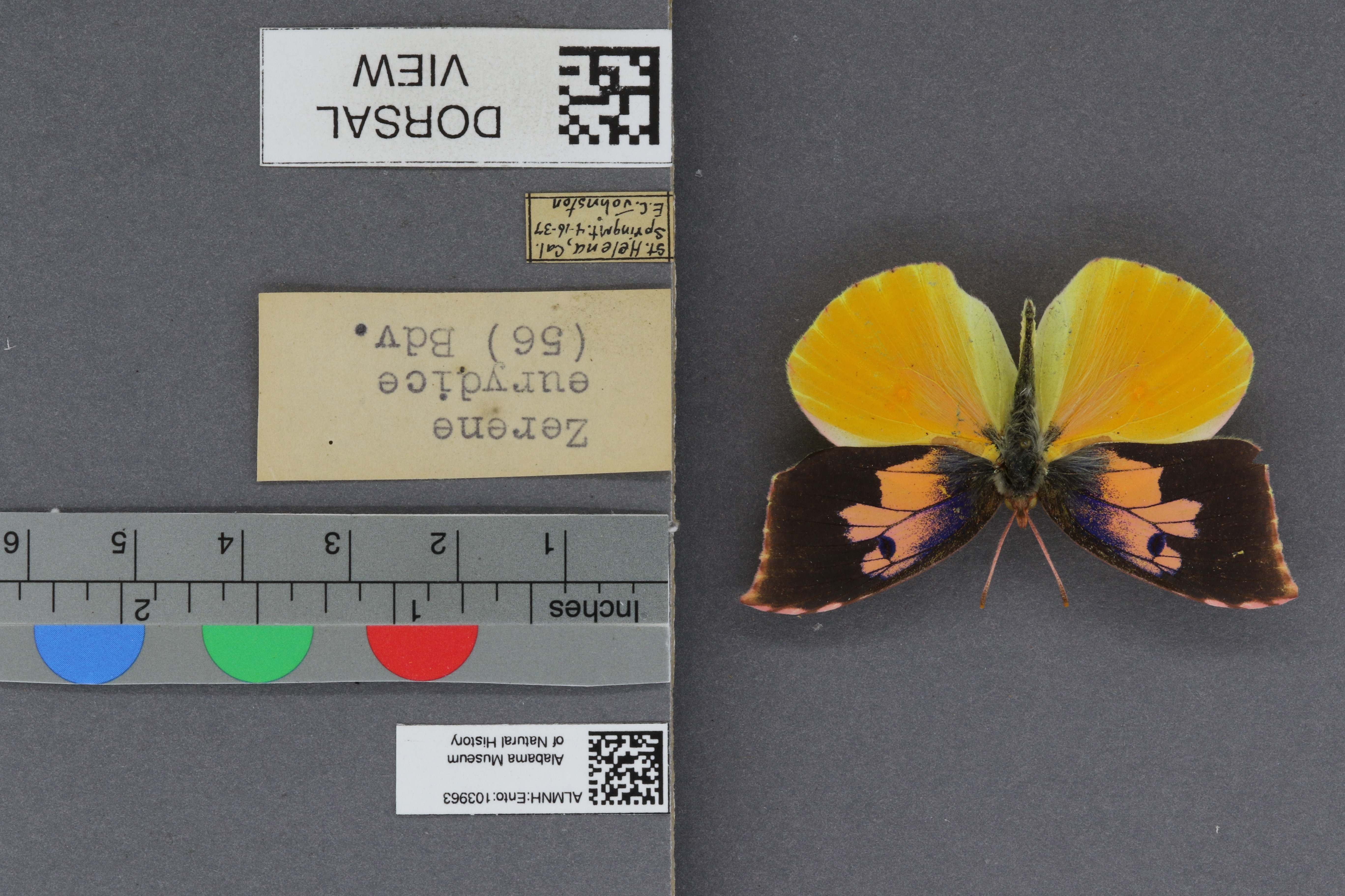 Specimen media