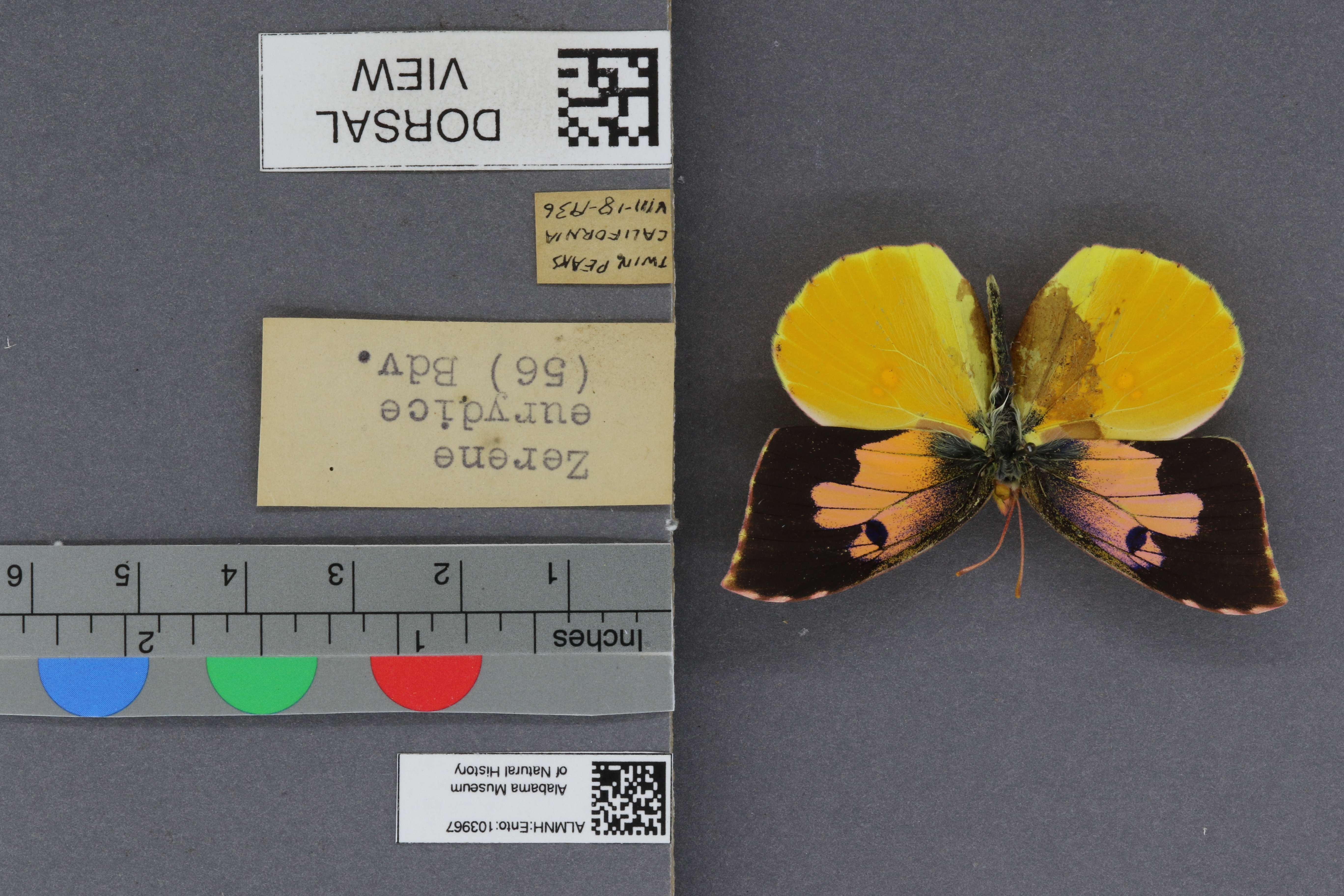 Specimen media