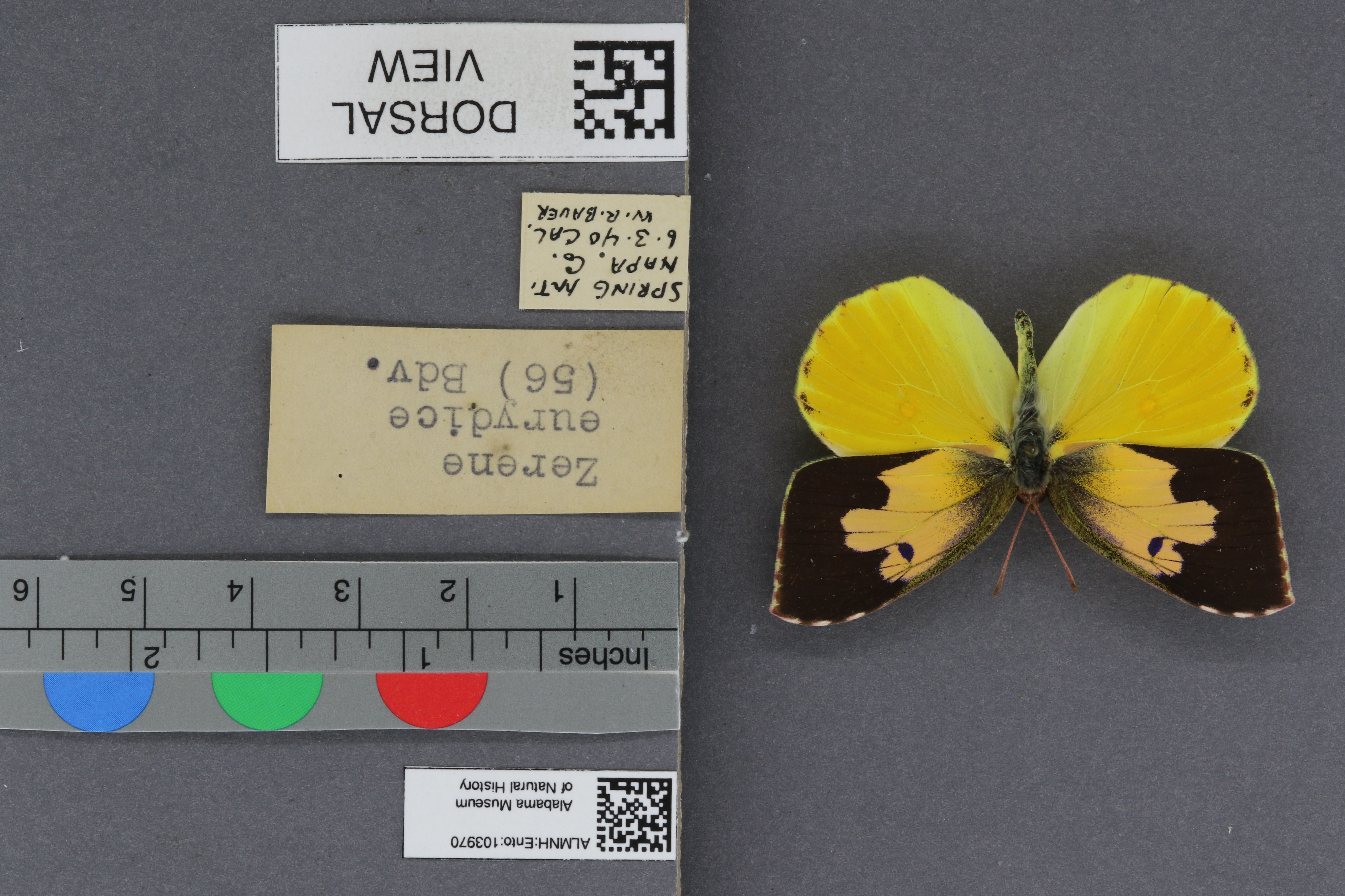 Specimen media