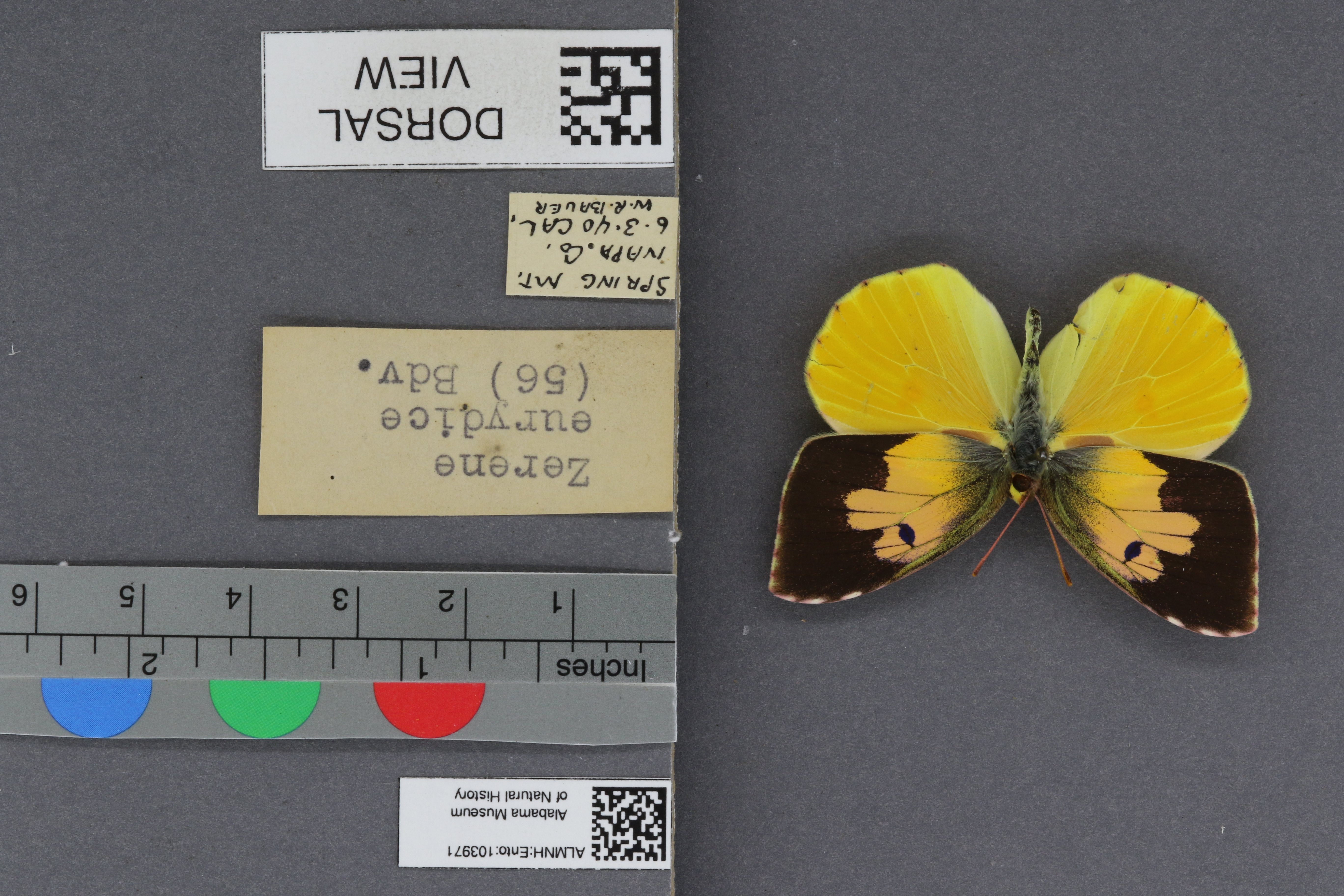 Specimen media