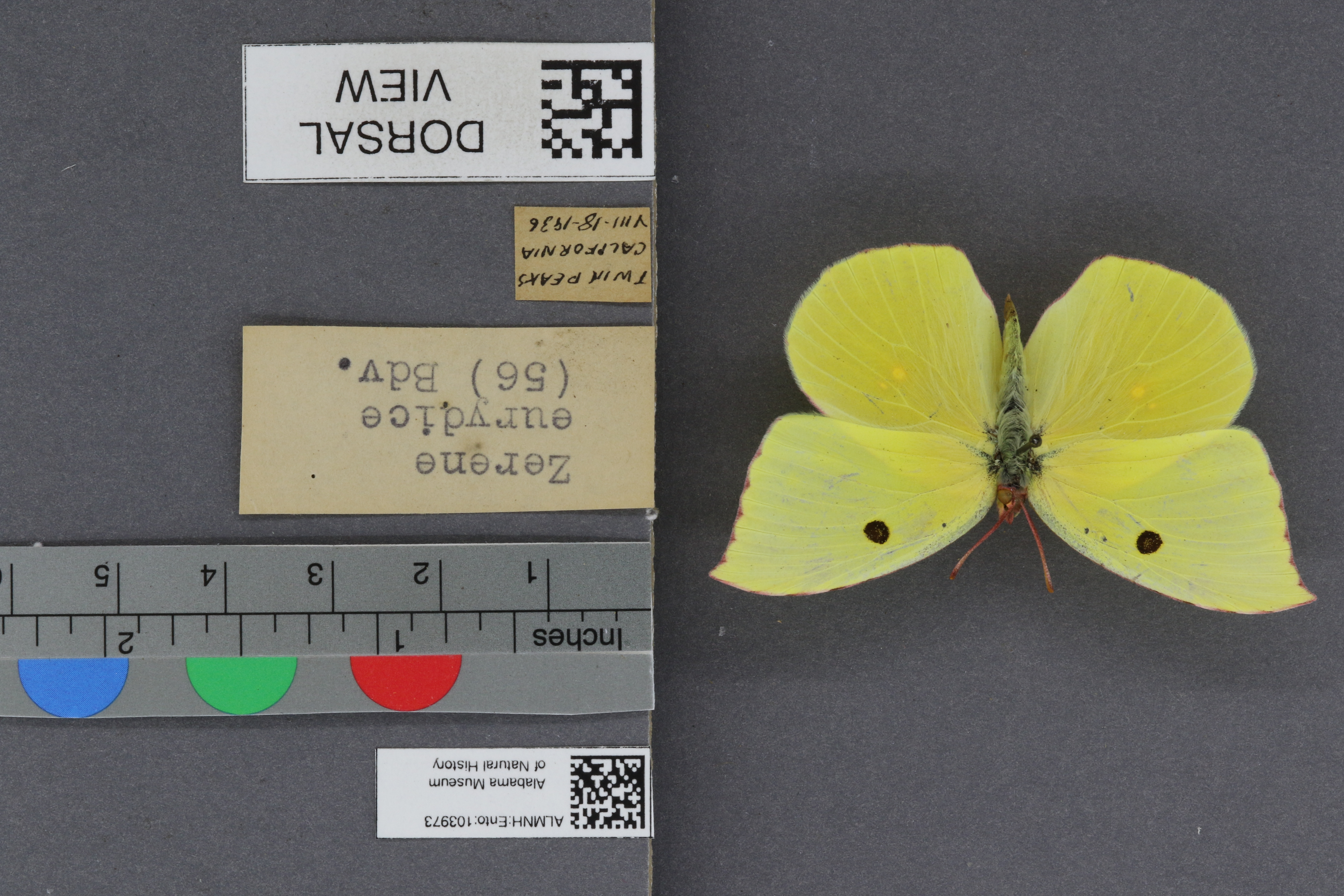 Specimen media