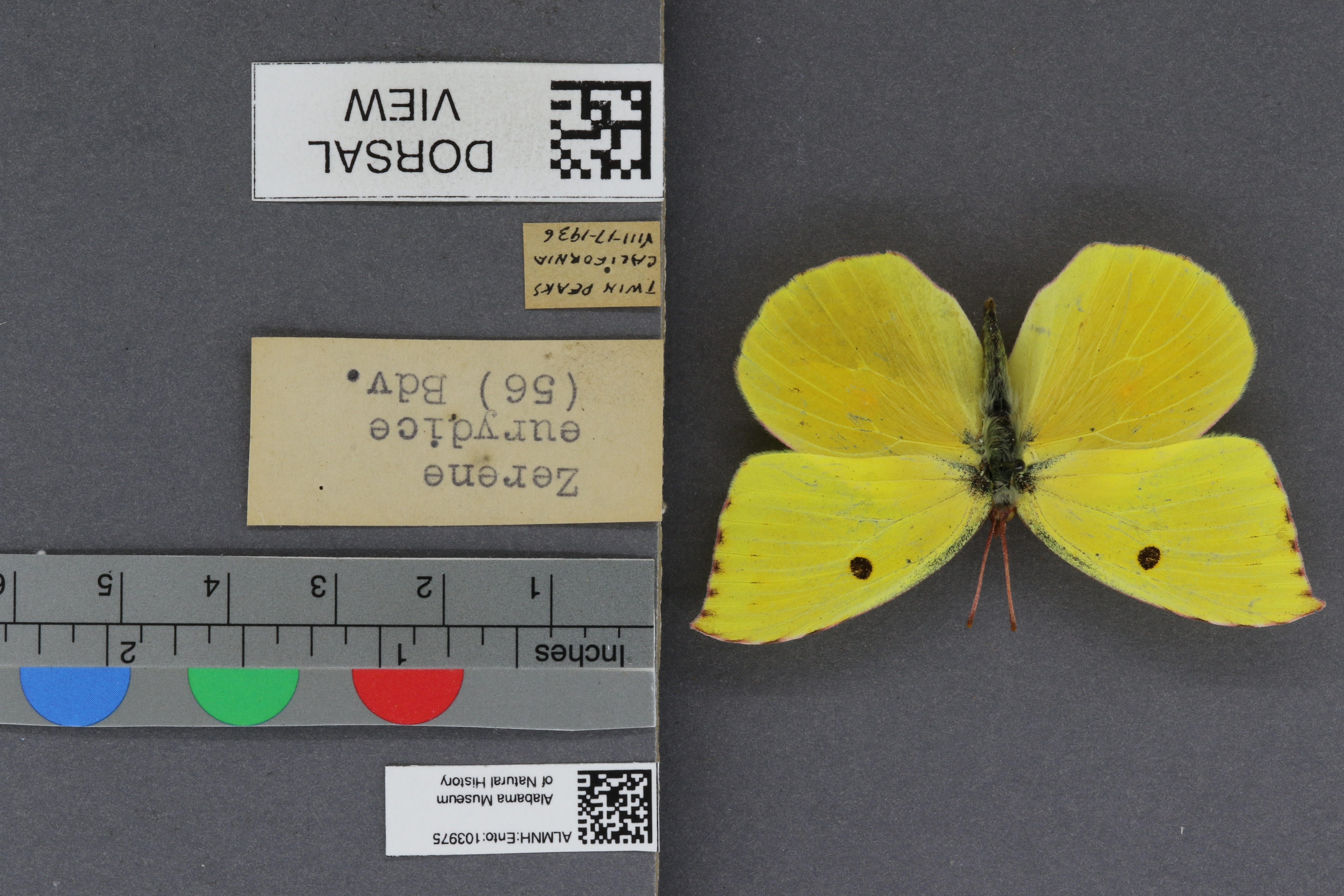 Specimen media